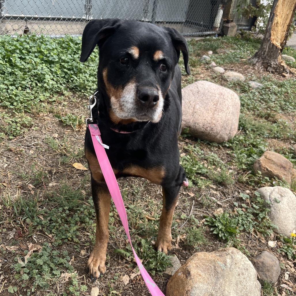 Princess, Adoptable, Senior Female Rottweiler.