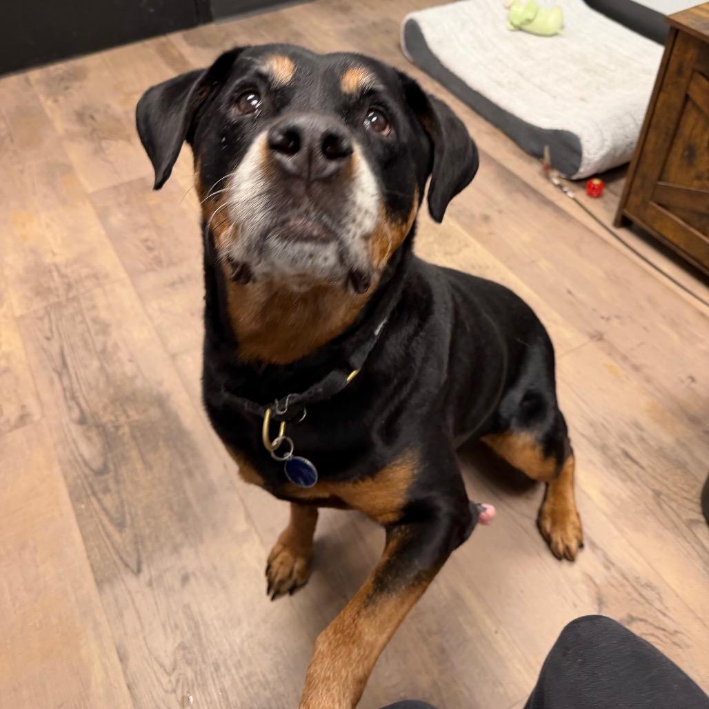 Enlarge Princess, a Adoptable Rottweiler in Durango, CO image 2/4