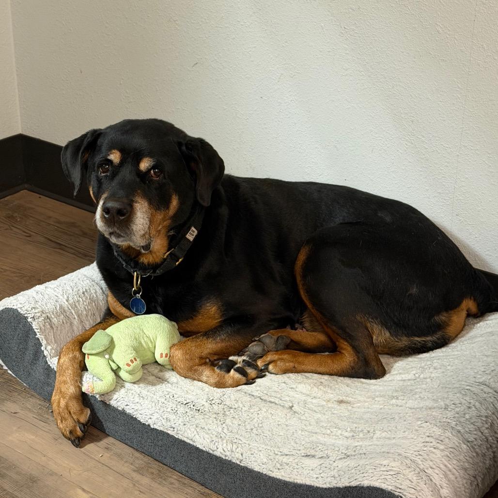 Enlarge Princess, a Adoptable Rottweiler in Durango, CO image 3/4
