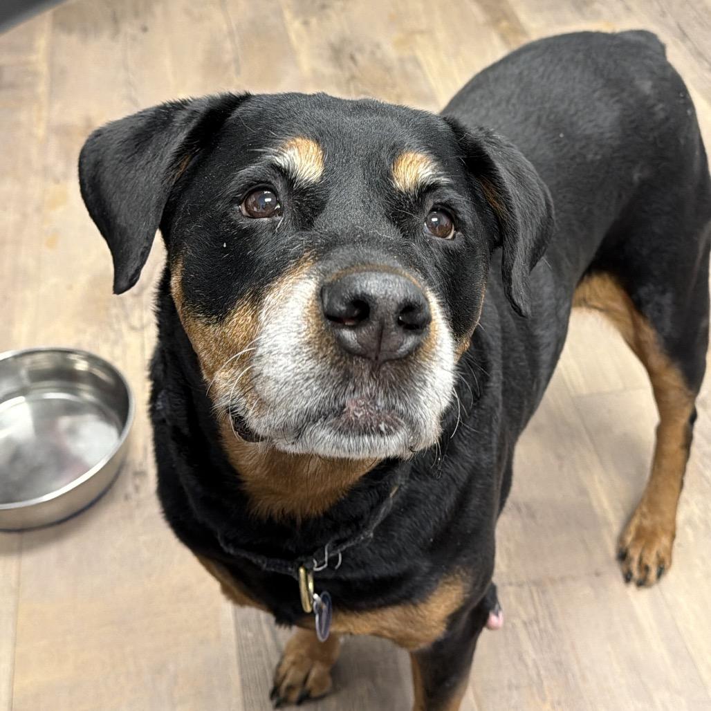Enlarge Princess, a Adoptable Rottweiler in Durango, CO image 4/4