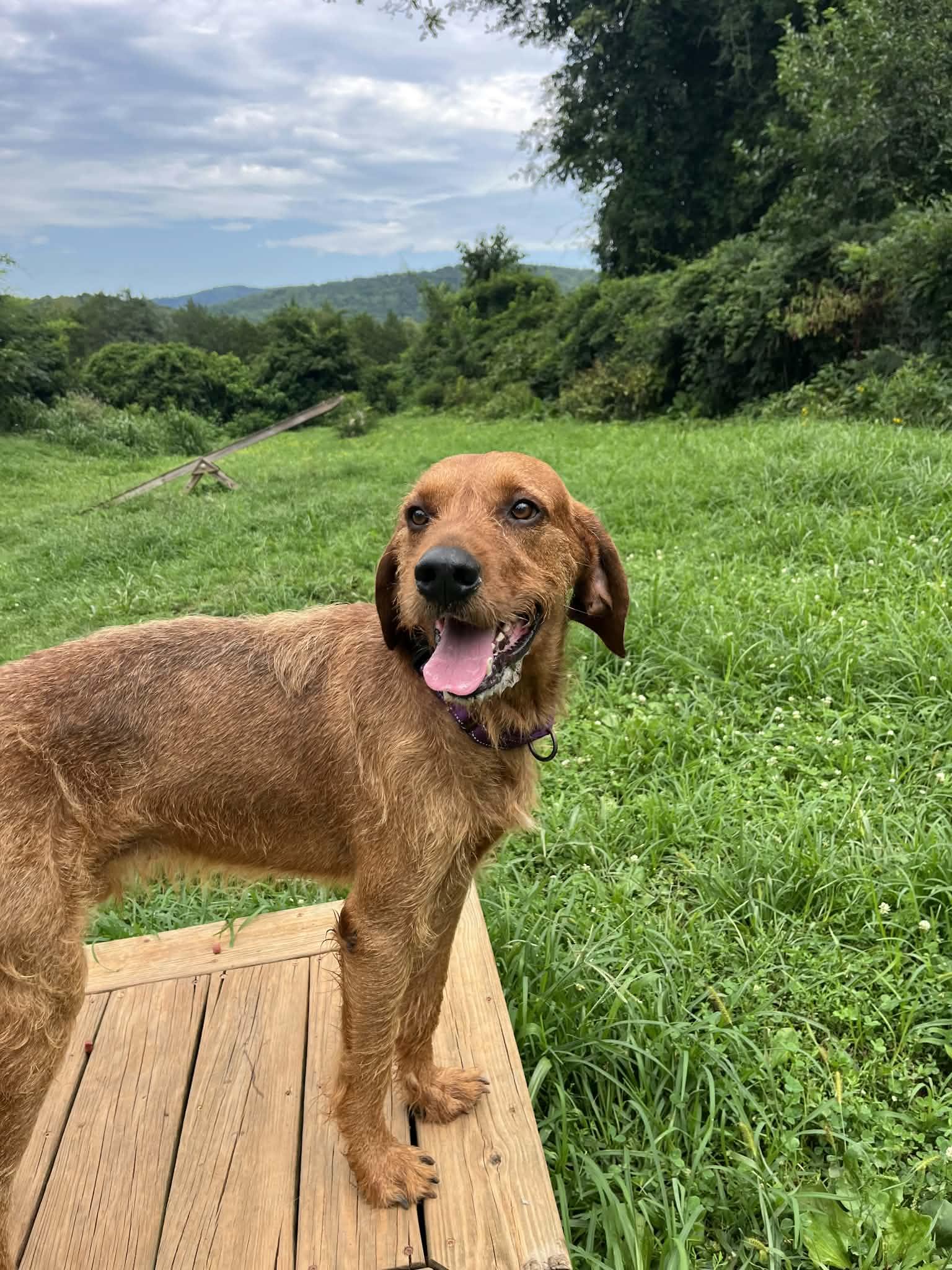 Enlarge Slim Jim - Sponsored, a ADOPTABLE mixed breed in Monterey, VA image 5/5