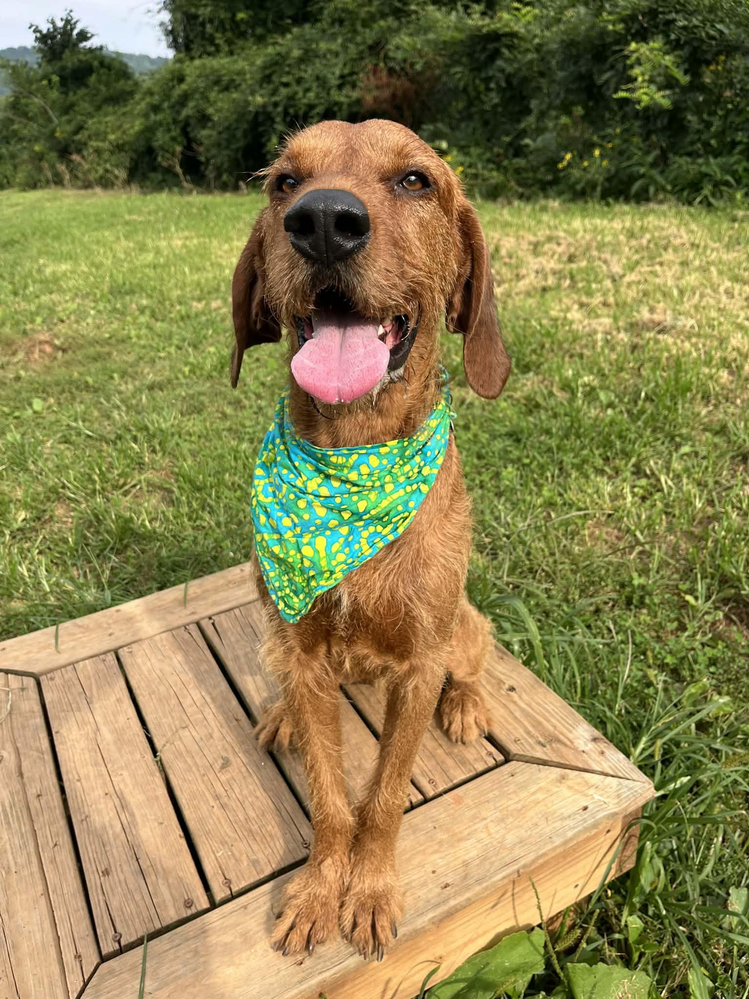 Slim Jim - Sponsored, ADOPTABLE, Adult Male Airedale Terrier & Redbone Coonhound.