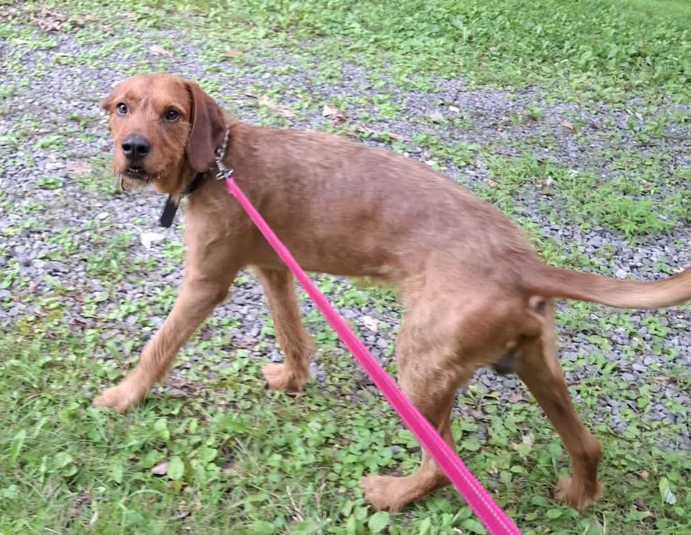 Enlarge Slim Jim - Sponsored, a ADOPTABLE mixed breed in Monterey, VA image 4/5