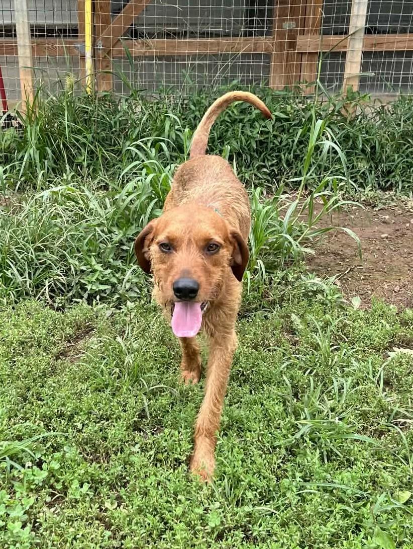Enlarge Slim Jim - Sponsored, a ADOPTABLE mixed breed in Monterey, VA image 2/5