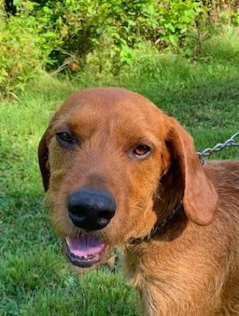 Enlarge Slim Jim - Sponsored, a ADOPTABLE mixed breed in Monterey, VA image 3/5