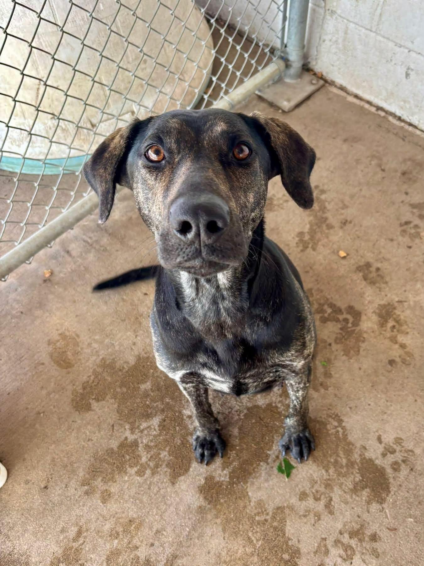Enlarge Juniper, a Adoptable mixed breed in Jamestown, ND image 1/1