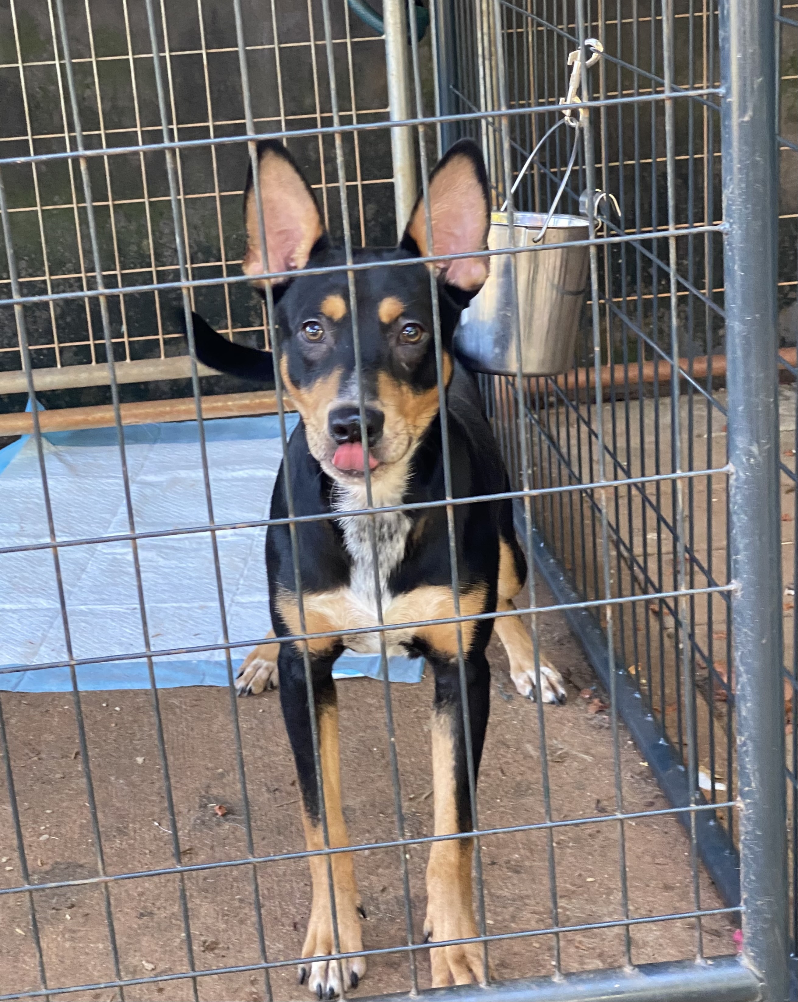 Enlarge Ajax, a Adoptable Australian Kelpie in Newtown, CT image 1/4