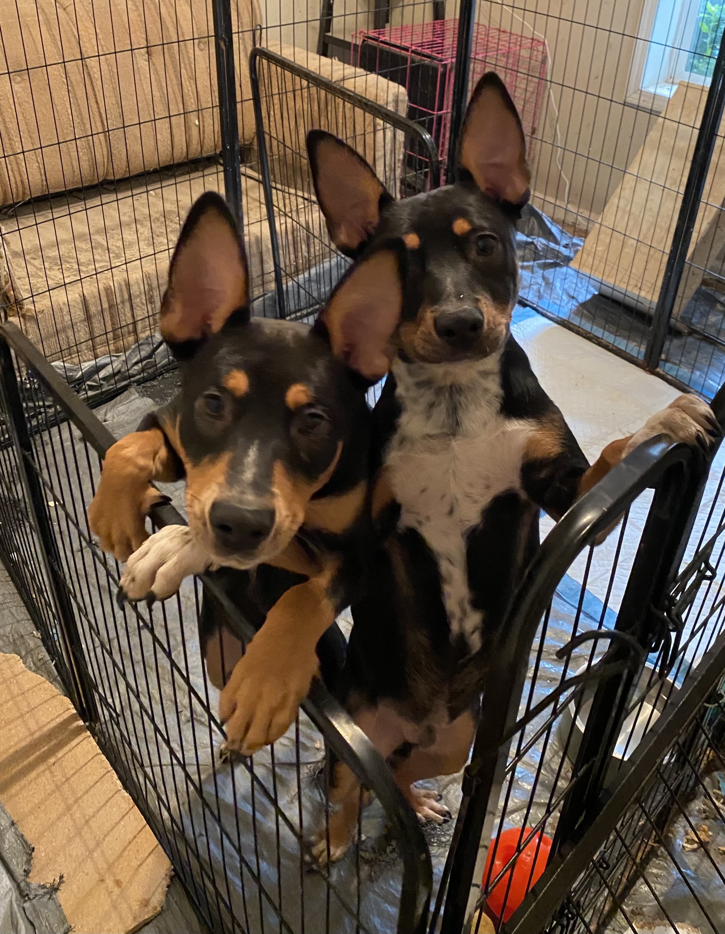 Enlarge Ajax, a Adoptable Australian Kelpie in Newtown, CT image 2/4