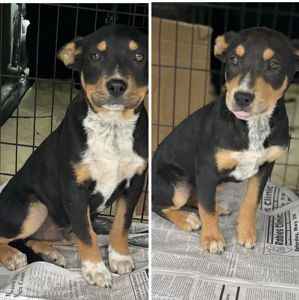 Enlarge Ajax, a Adoptable Australian Kelpie in Newtown, CT image 3/4