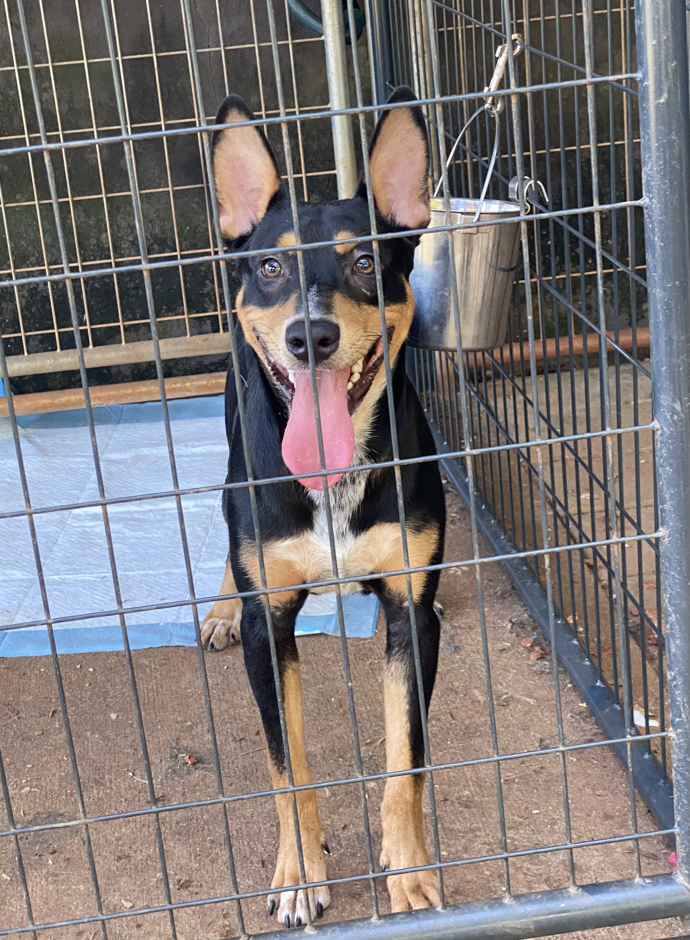 Enlarge Ajax, a Adoptable Australian Kelpie in Newtown, CT image 4/4