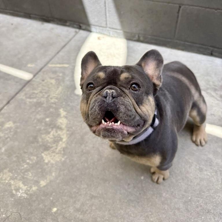 Enlarge Kobe, a ADOPTABLE French Bulldog in Santa Monica, CA image 4/4