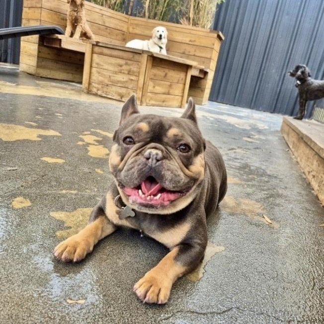 Enlarge Kobe, a ADOPTABLE French Bulldog in Santa Monica, CA image 2/4