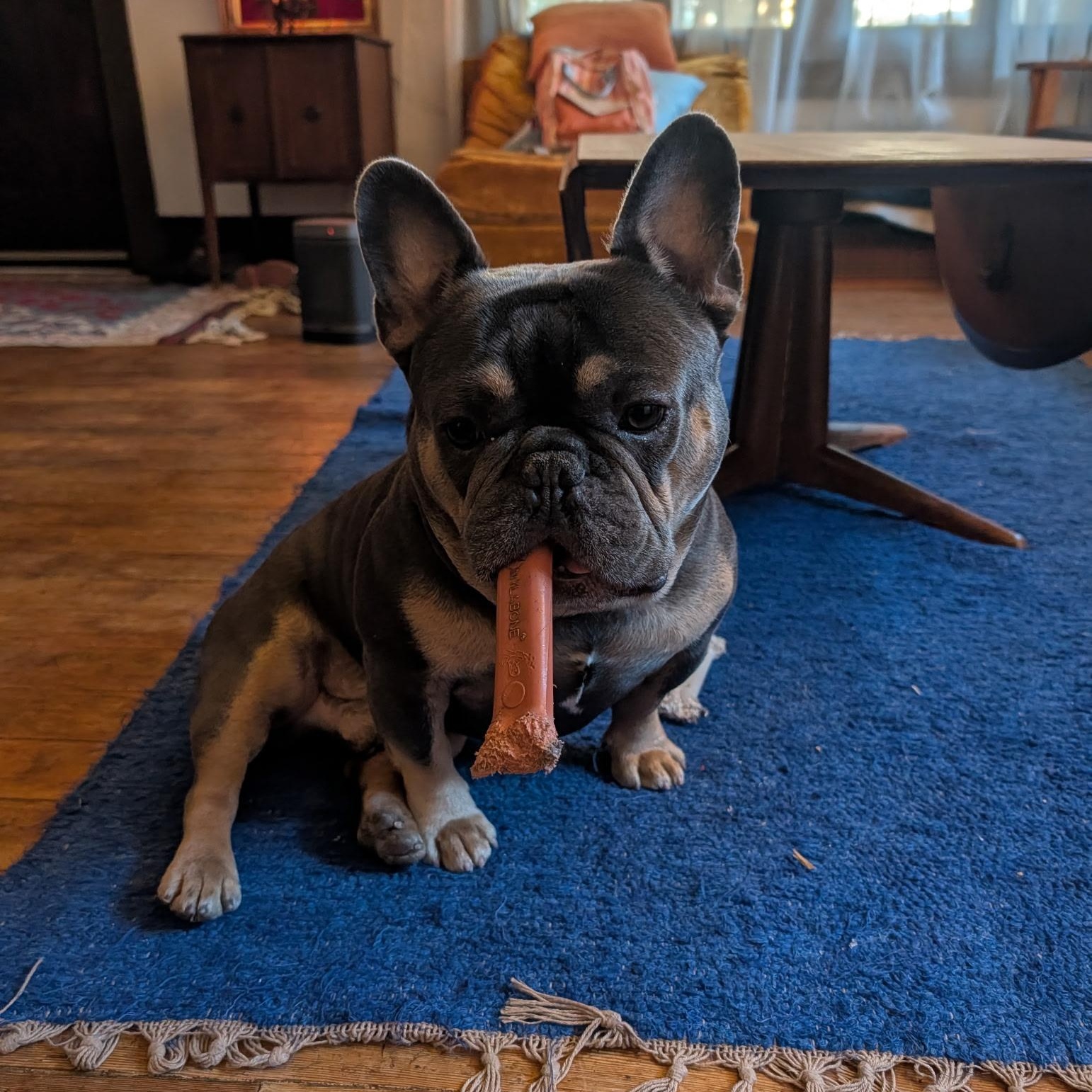 Enlarge Kobe, a ADOPTABLE French Bulldog in Santa Monica, CA image 3/4