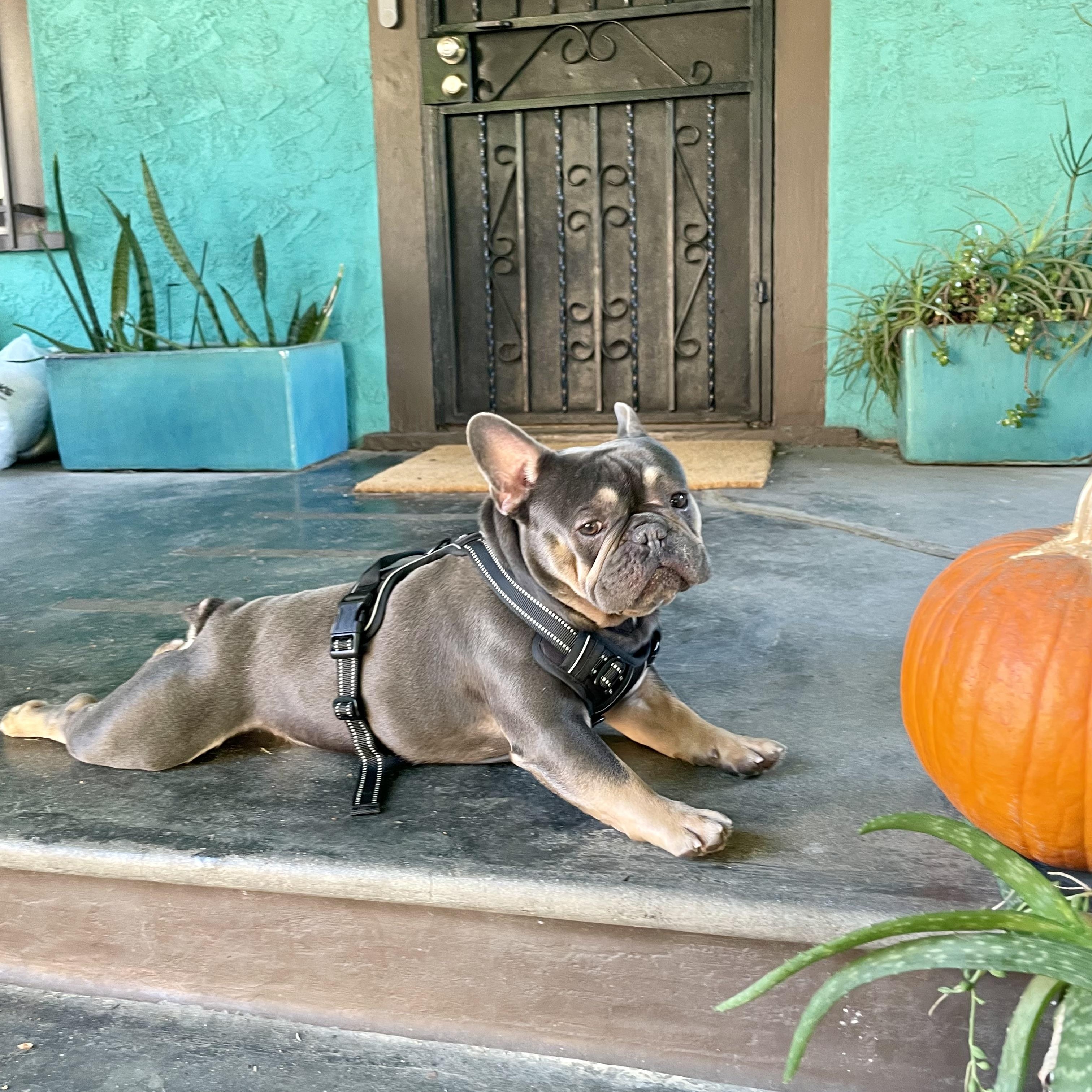 Enlarge Kobe, a ADOPTABLE French Bulldog in Santa Monica, CA image 1/4