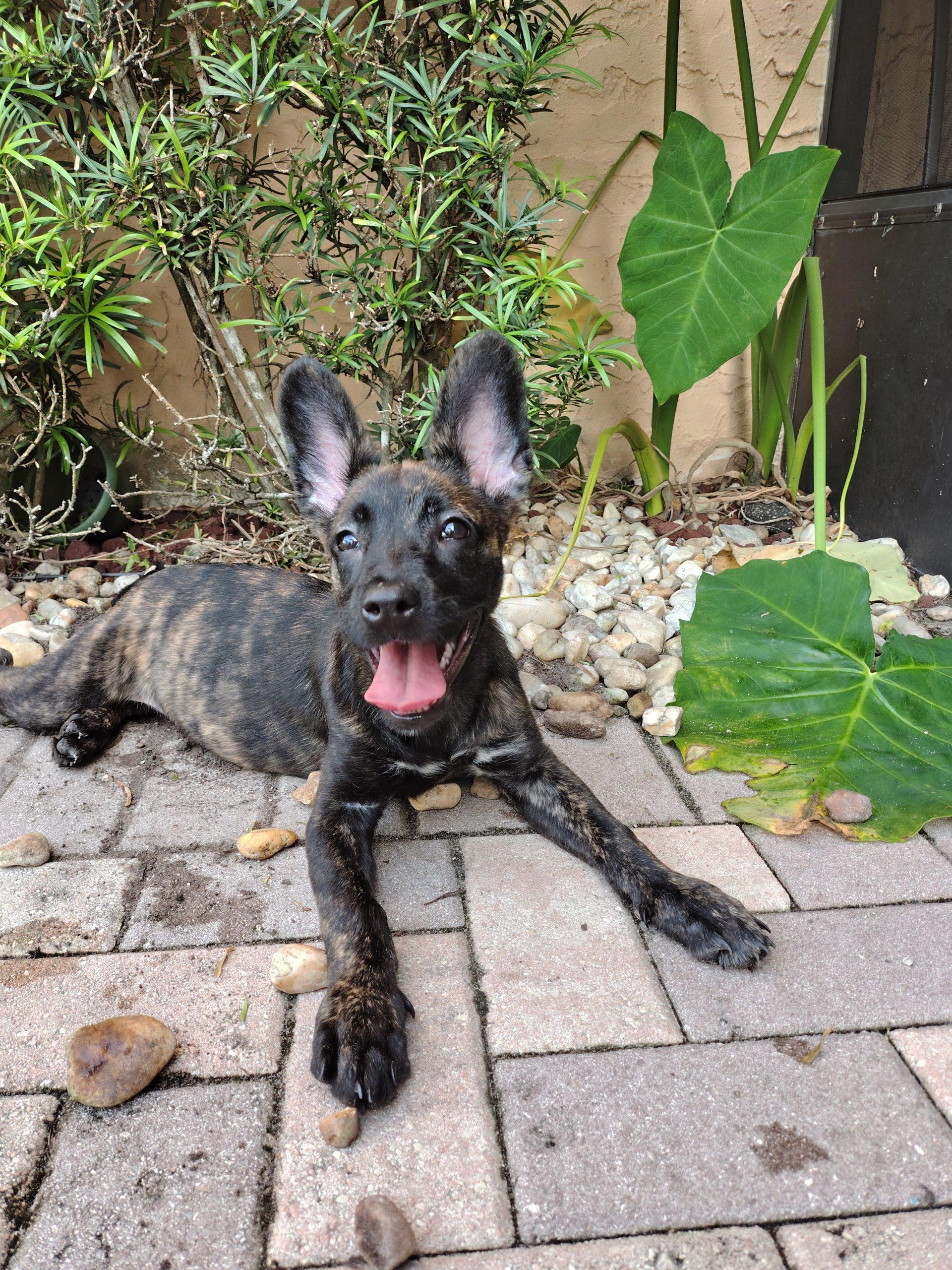 Ruby, Adoptable, Puppy Female Belgian Shepherd / Malinois.