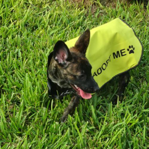 Enlarge Ruby, a Adoptable Belgian Shepherd / Malinois in Fort Lauderdale, FL image 2/2