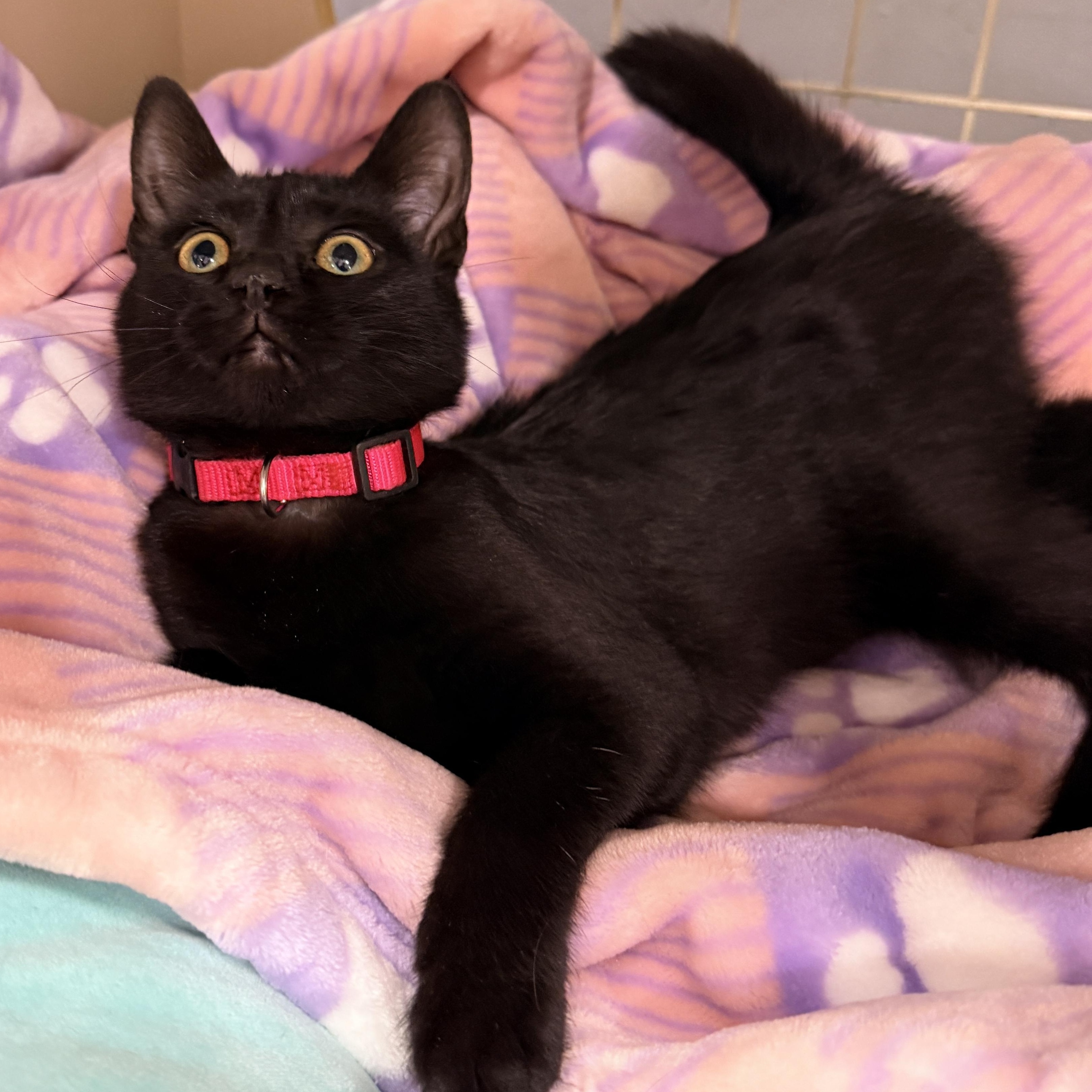 Enlarge Salem Globe, an adopted Domestic Short Hair in Phoenix, AZ image 1/5