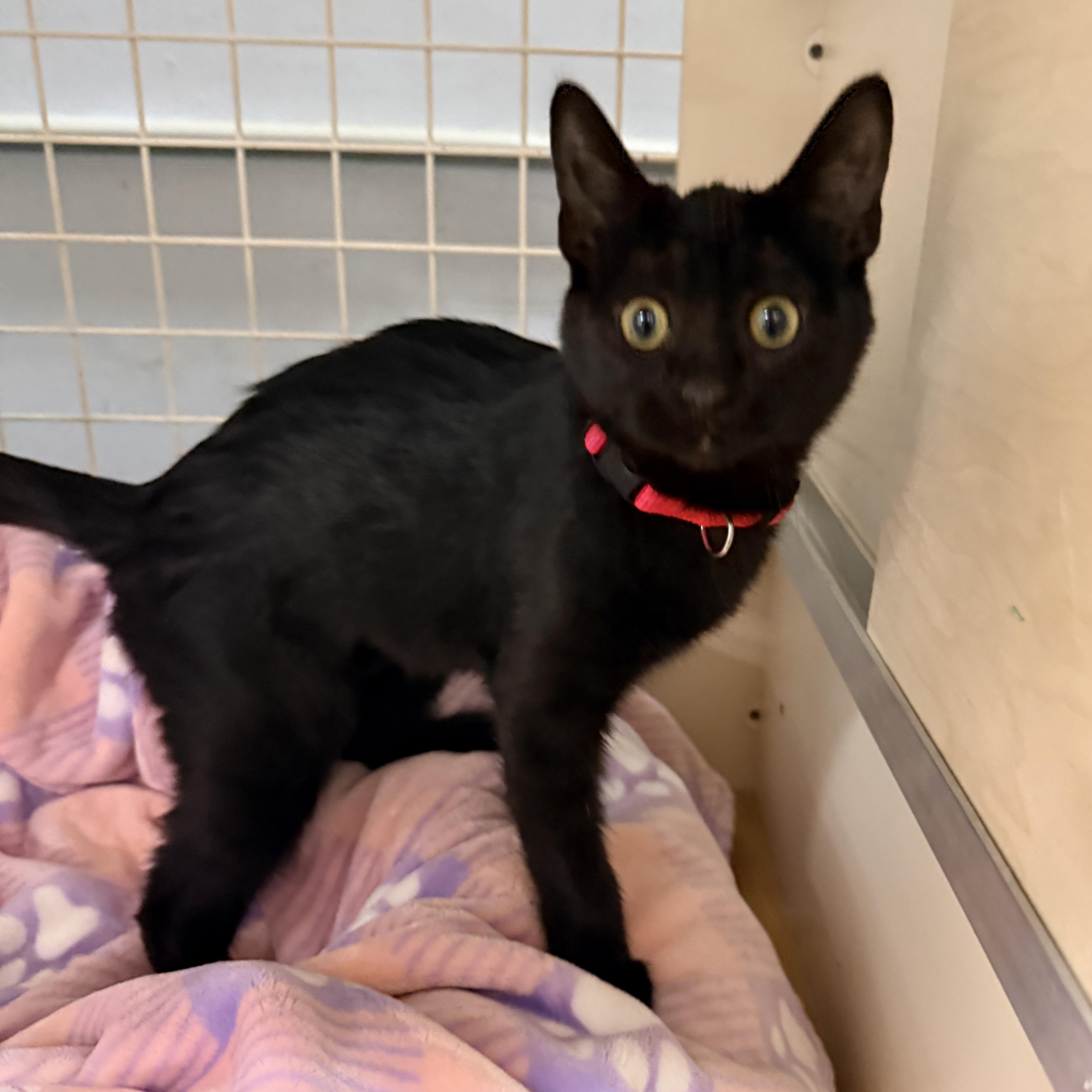 Enlarge Salem Globe, an adopted Domestic Short Hair in Phoenix, AZ image 5/5