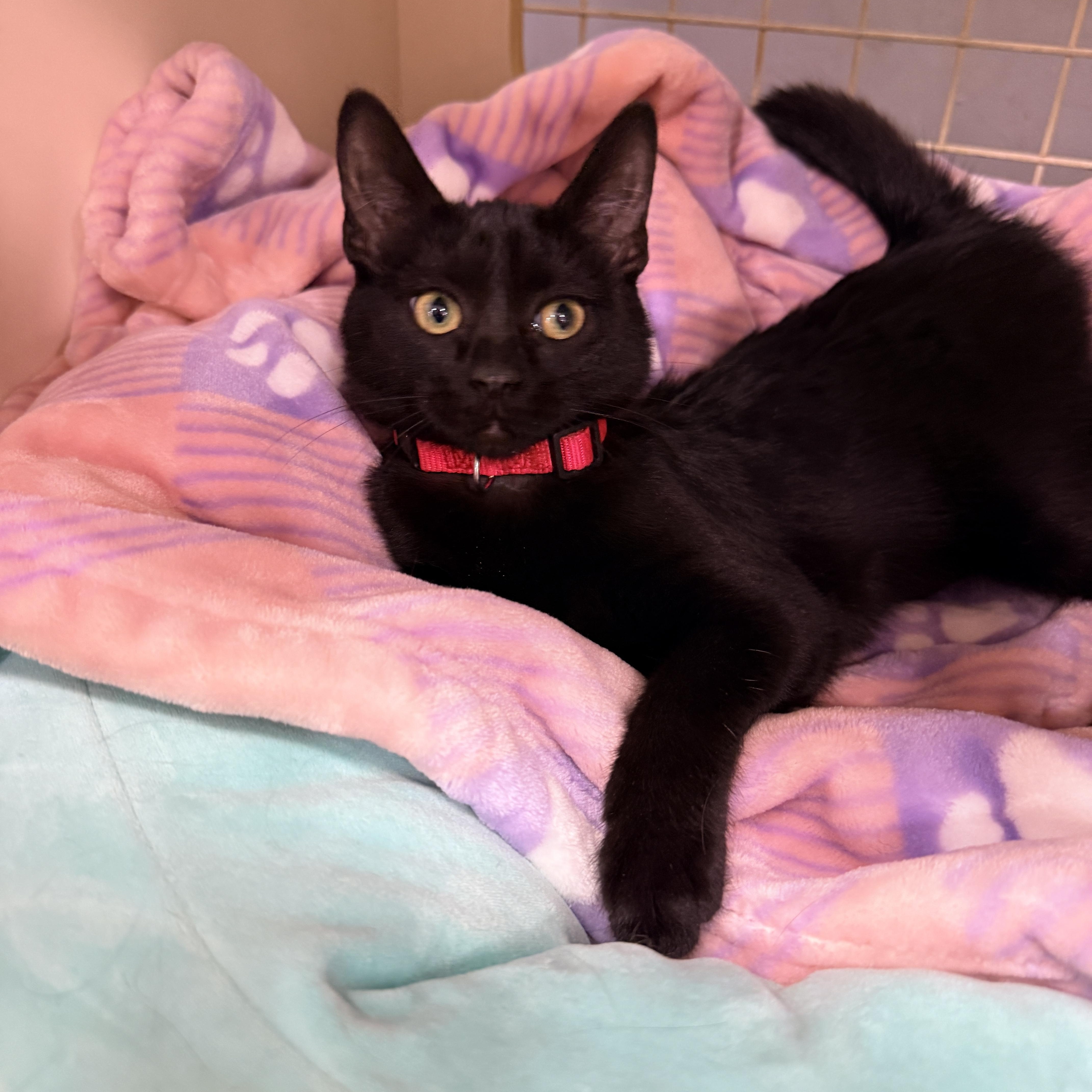 Enlarge Salem Globe, an adopted Domestic Short Hair in Phoenix, AZ image 2/5