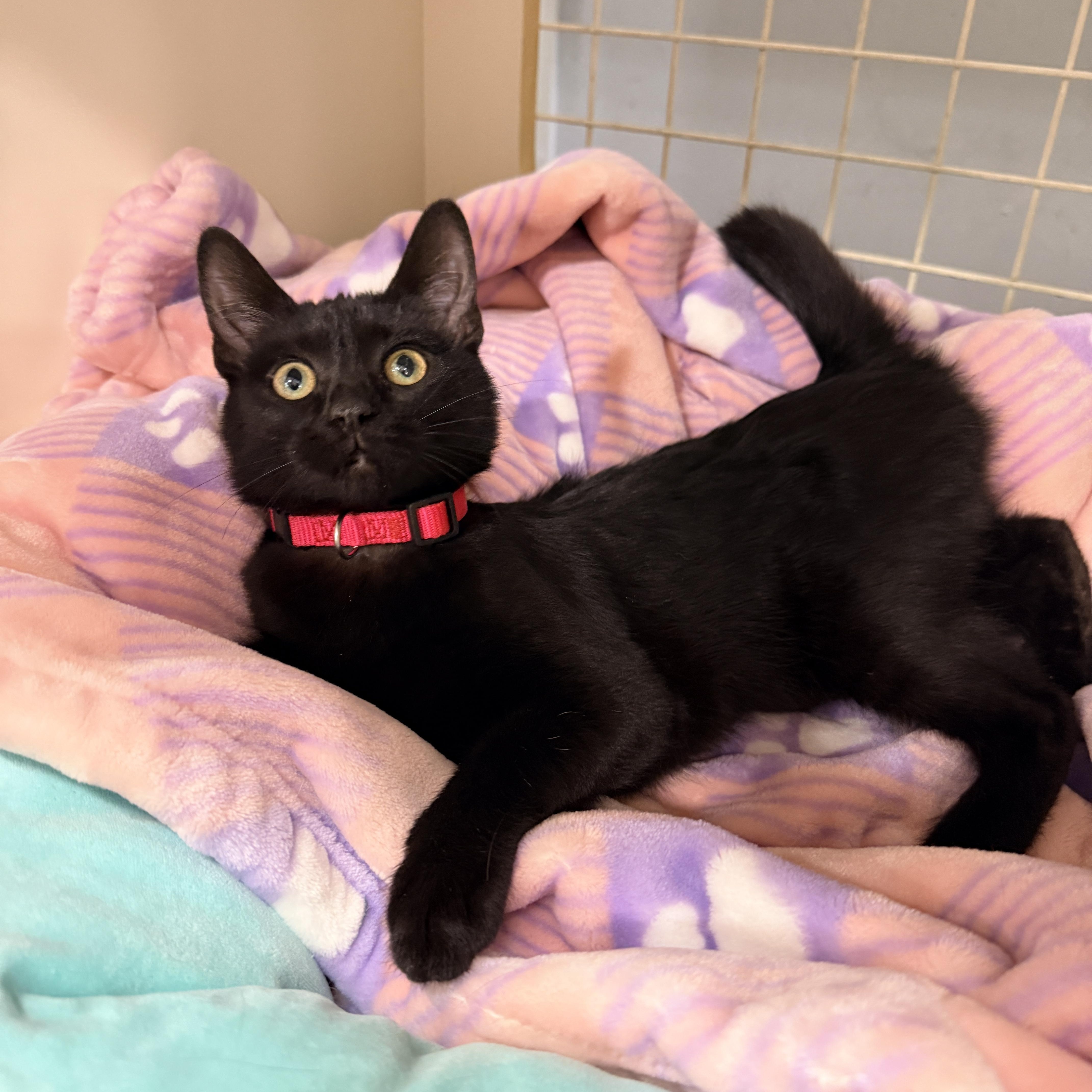 Enlarge Salem Globe, an adopted Domestic Short Hair in Phoenix, AZ image 3/5