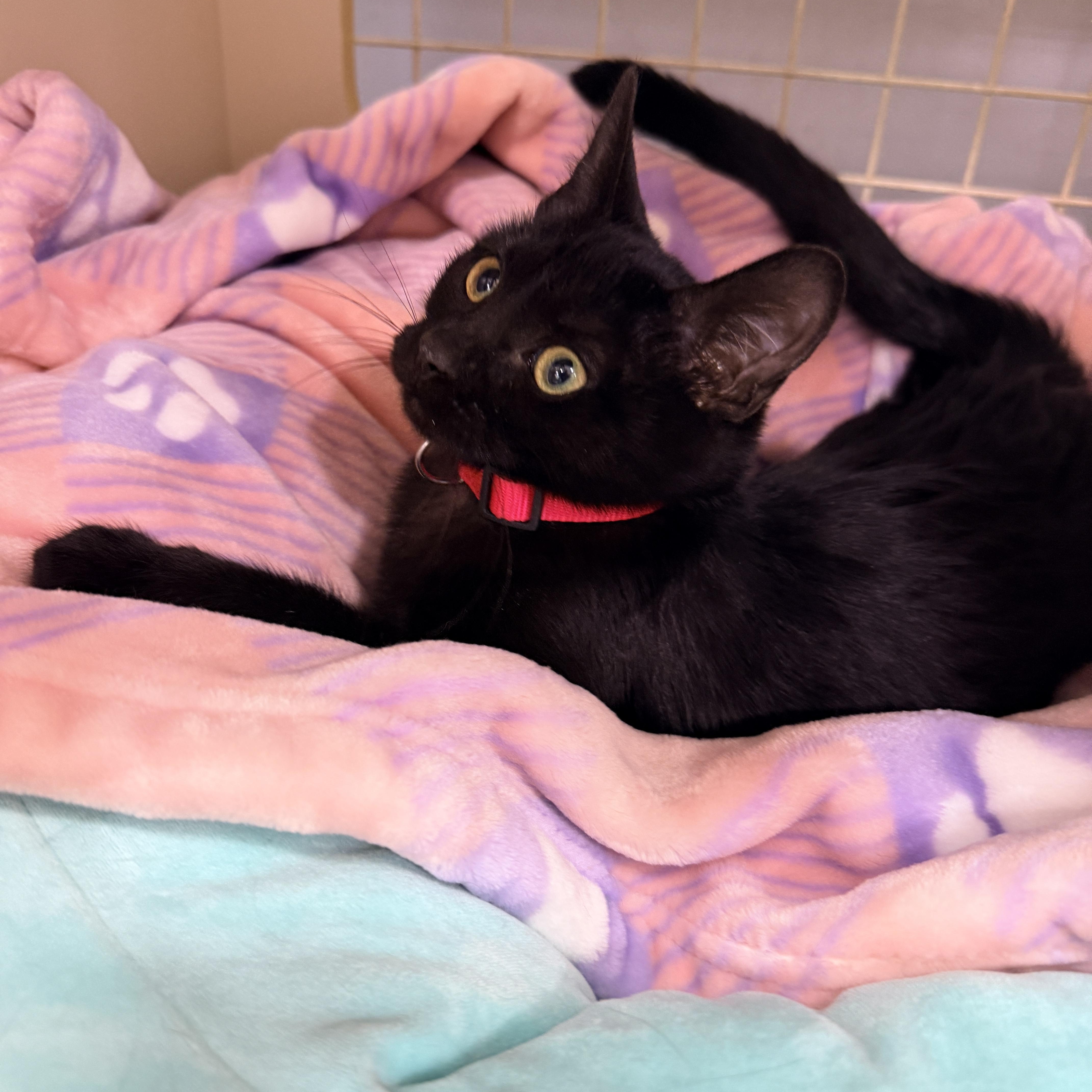 Enlarge Salem Globe, an adopted Domestic Short Hair in Phoenix, AZ image 4/5