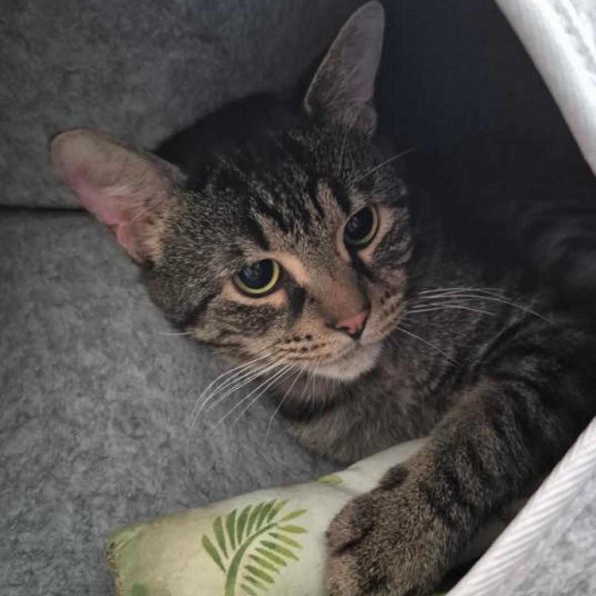 Enlarge Teddy, an adoptable Domestic Short Hair in Flint, MI image 1/4