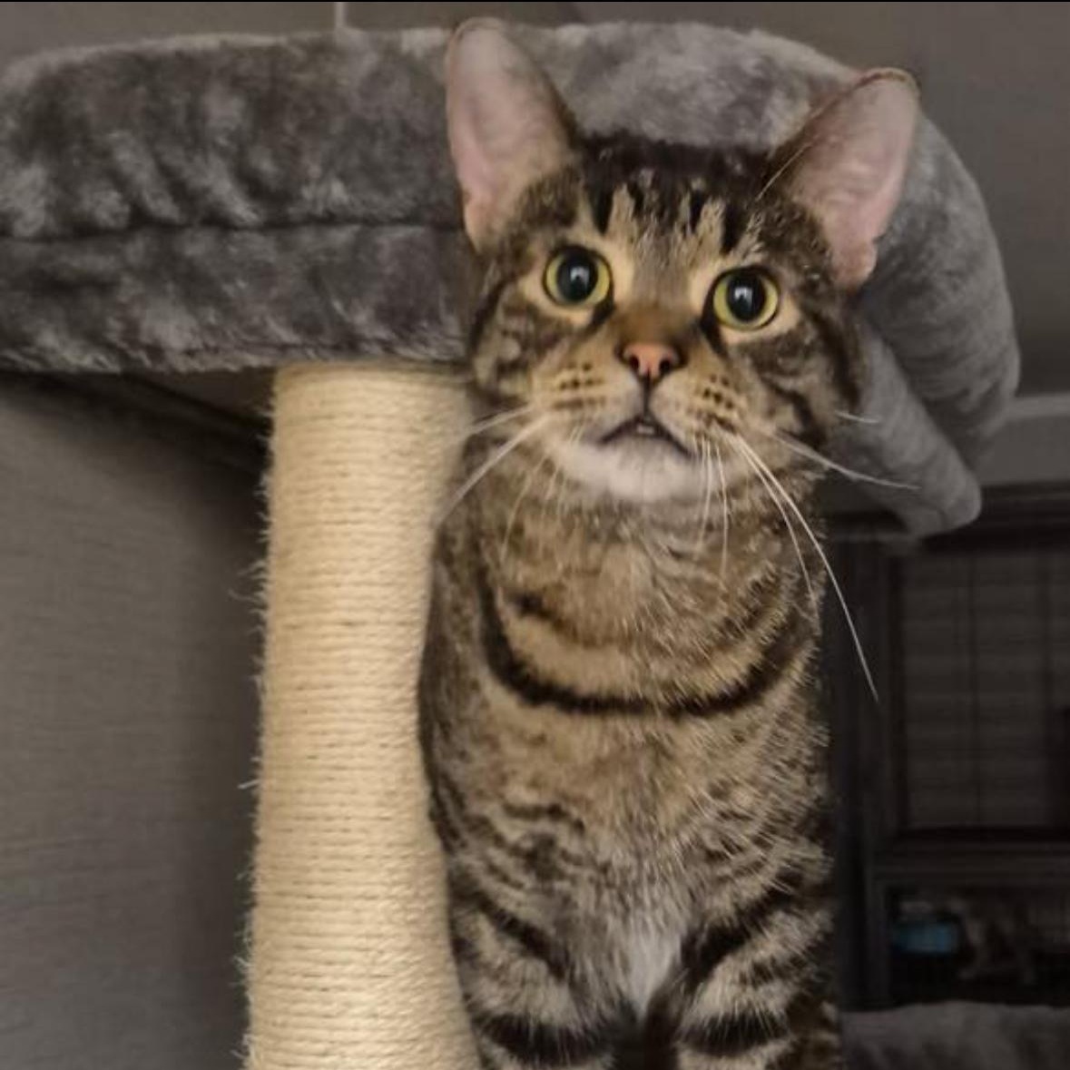 Enlarge Teddy, an adoptable Domestic Short Hair in Flint, MI image 2/4