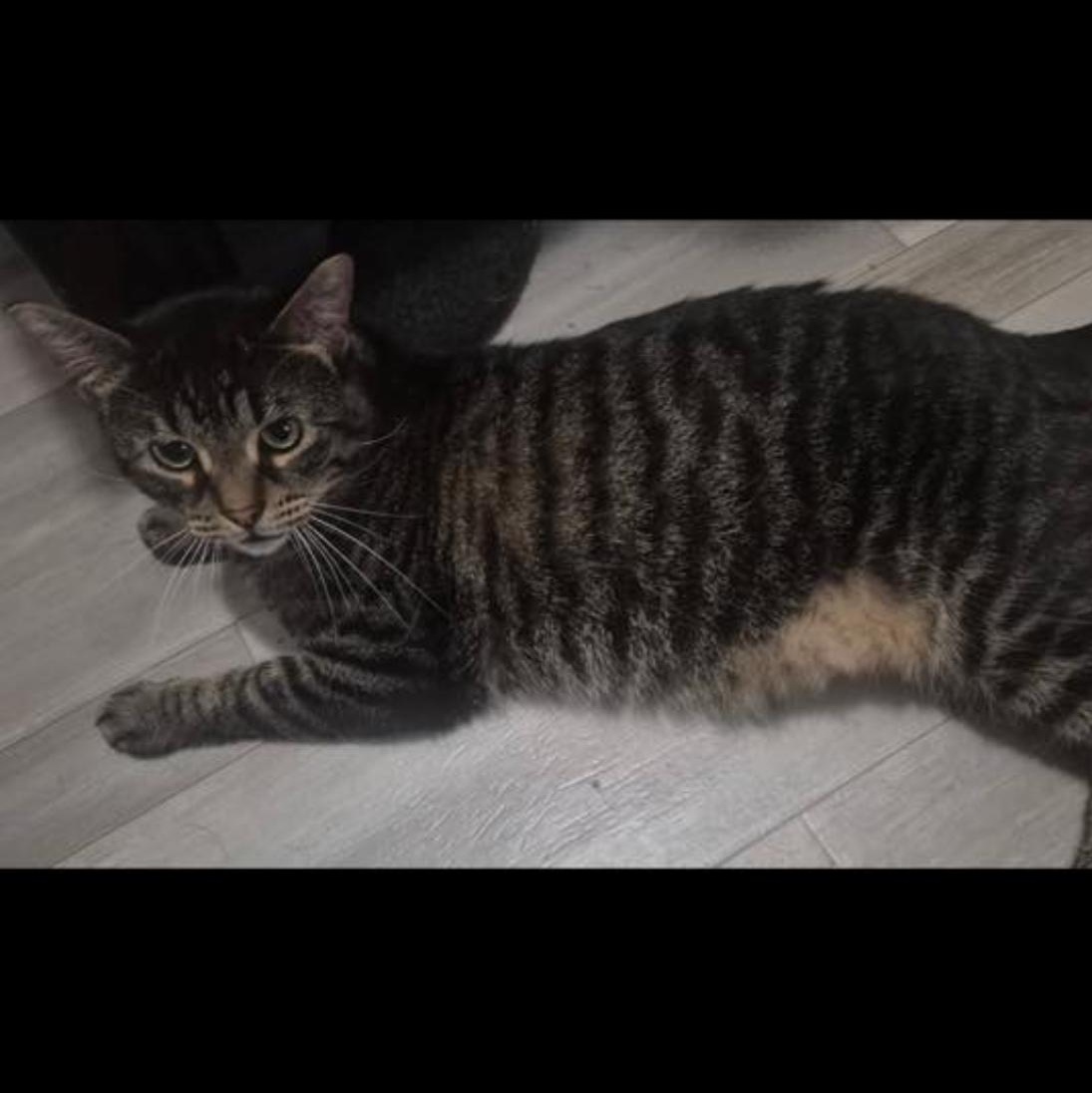 Enlarge Teddy, an adoptable Domestic Short Hair in Flint, MI image 3/4