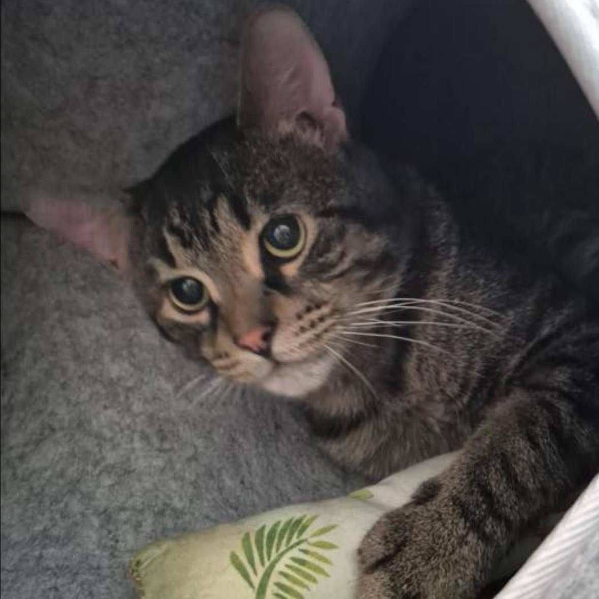 Enlarge Teddy, an adoptable Domestic Short Hair in Flint, MI image 4/4