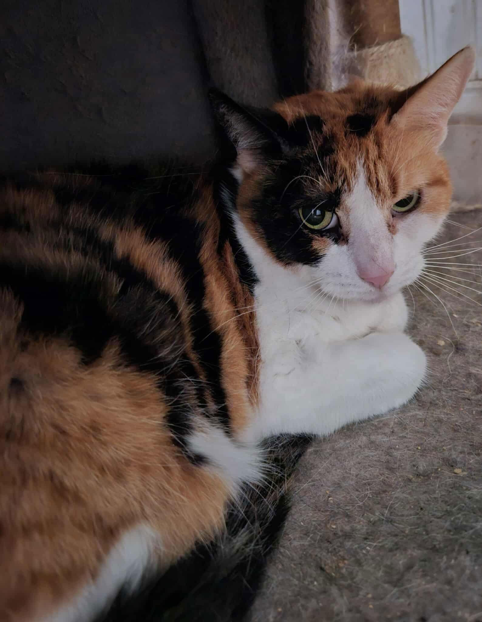 Enlarge SASHA, a Adoptable Domestic Short Hair in Holbrook, NY image 1/1