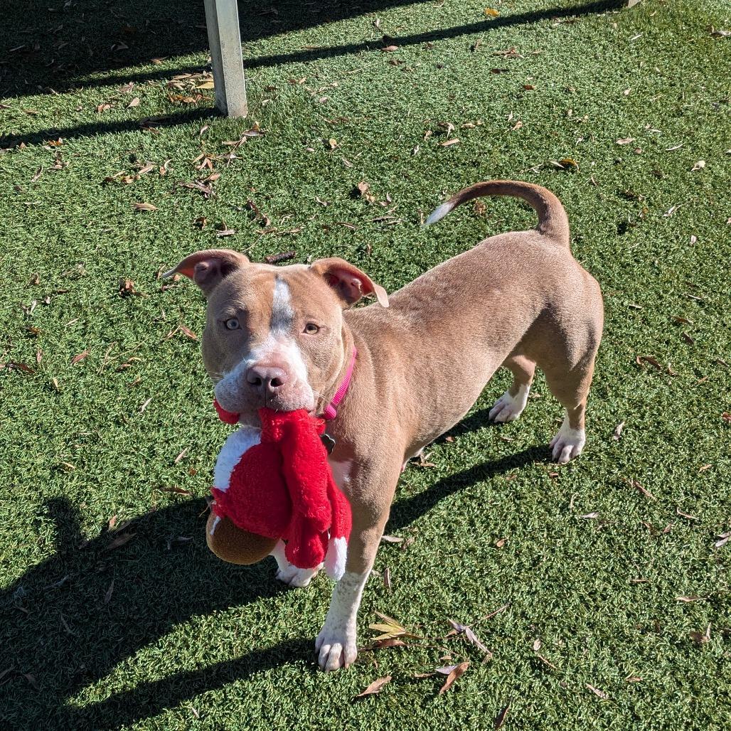 Gingerbread, Adoptable, Adult Female Pit Bull Terrier.