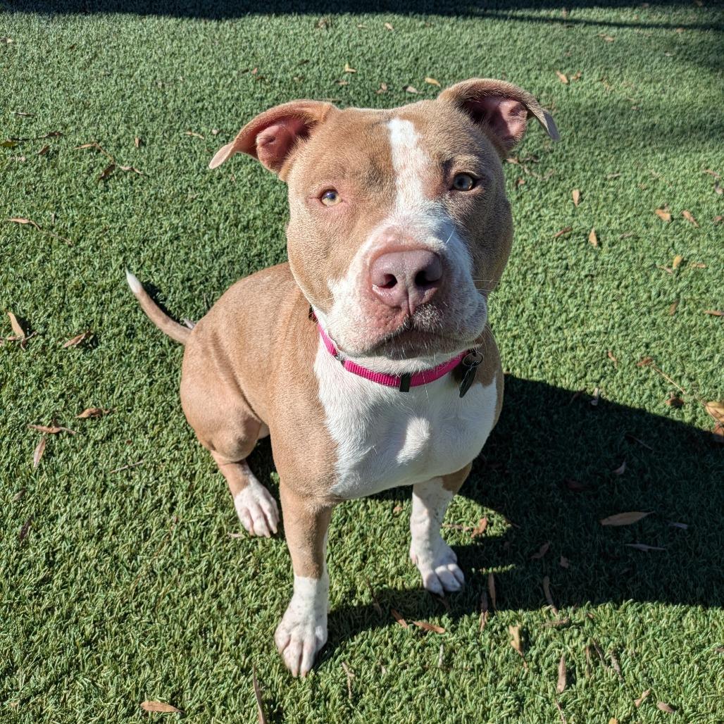 Enlarge Gingerbread, a Adoptable Pit Bull Terrier in Buellton, CA image 2/6