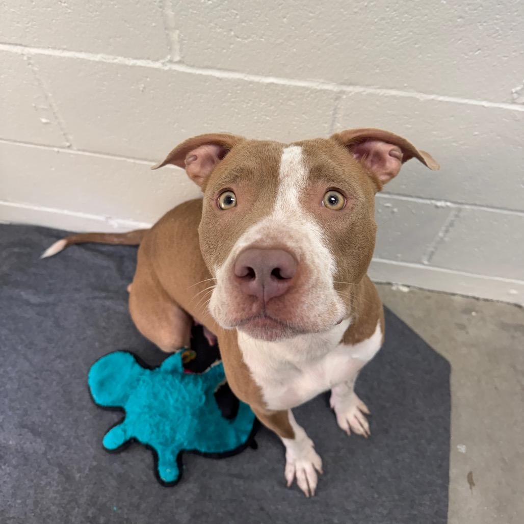 Enlarge Gingerbread, a Adoptable Pit Bull Terrier in Buellton, CA image 1/1