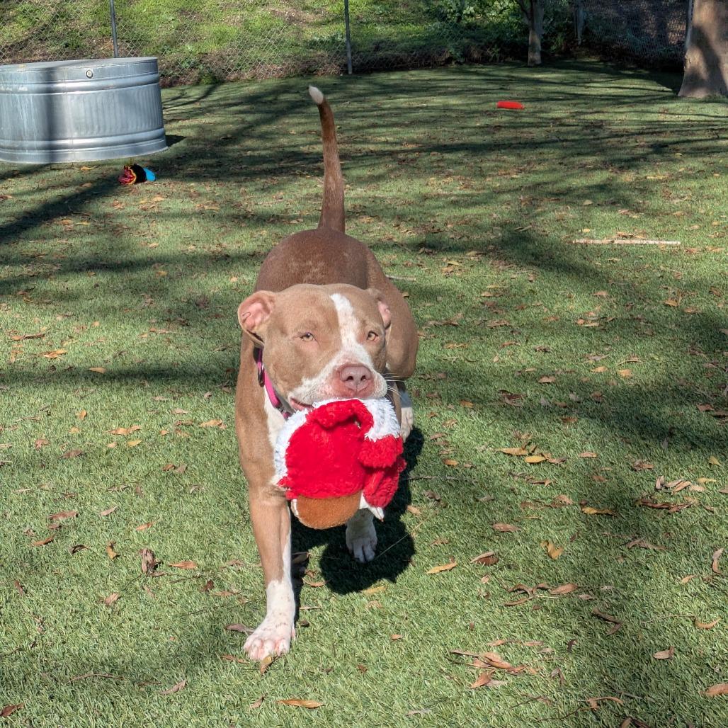 Enlarge Gingerbread, a Adoptable Pit Bull Terrier in Buellton, CA image 5/6