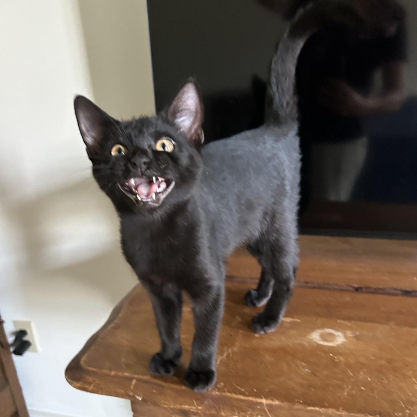 Dante
