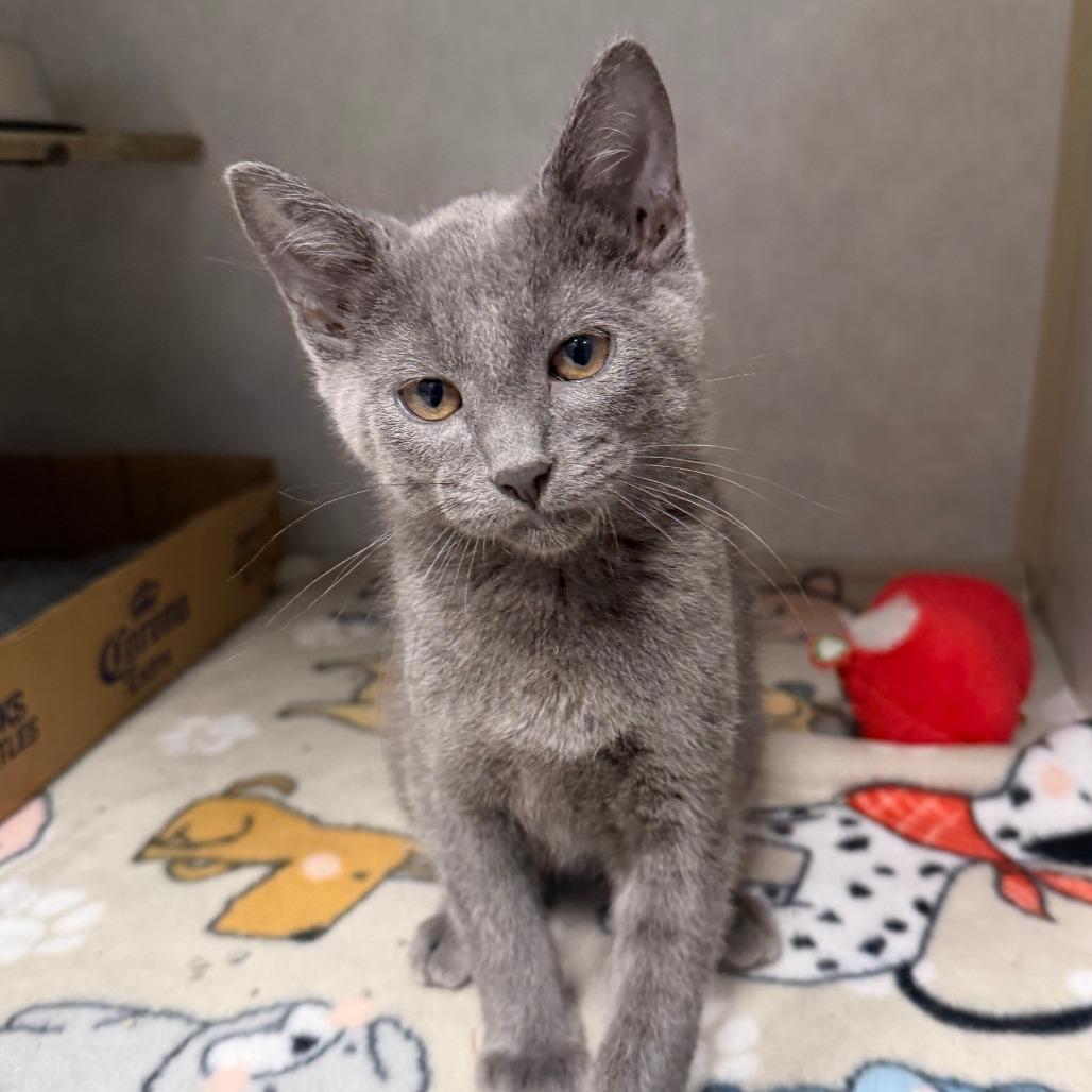 Tommy, Adoptable, Kitten Male Domestic Short Hair.