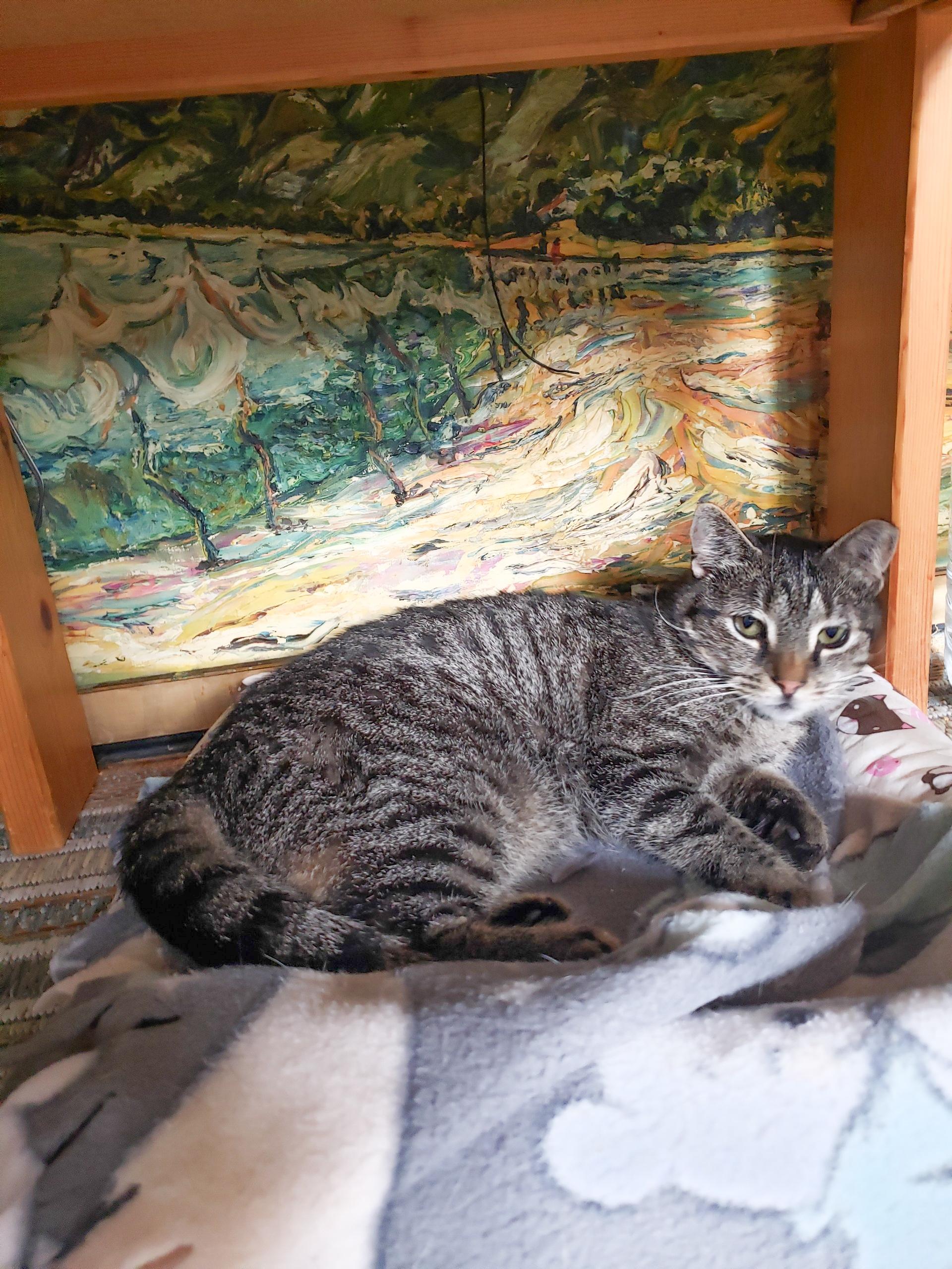 Enlarge Rosemary, a Adoptable Domestic Short Hair in Alexandria, VA image 1/2