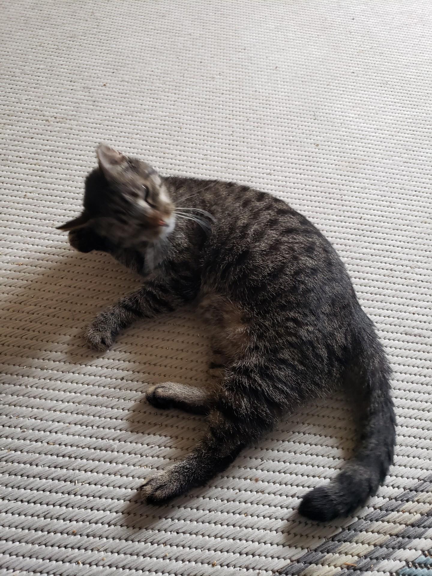 Enlarge Rosemary, a Adoptable Domestic Short Hair in Alexandria, VA image 2/2