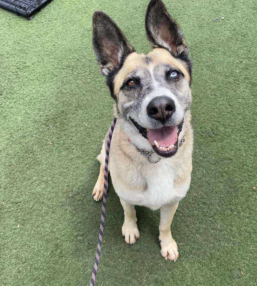 Jada, Adoptable, Adult Female Husky & Shepherd.