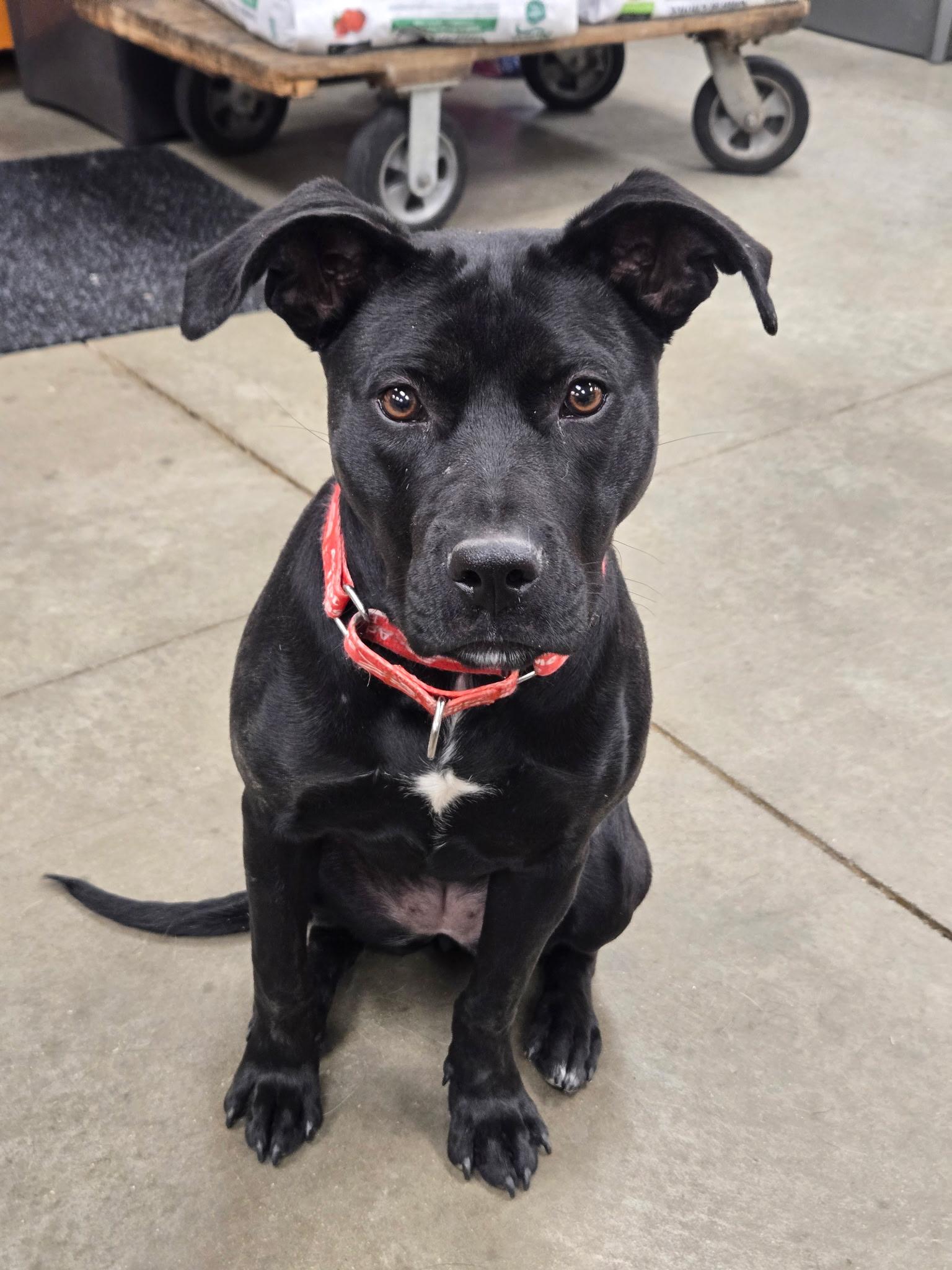 Enlarge Kylie, a ADOPTABLE mixed breed in Monroe, OH image 3/4