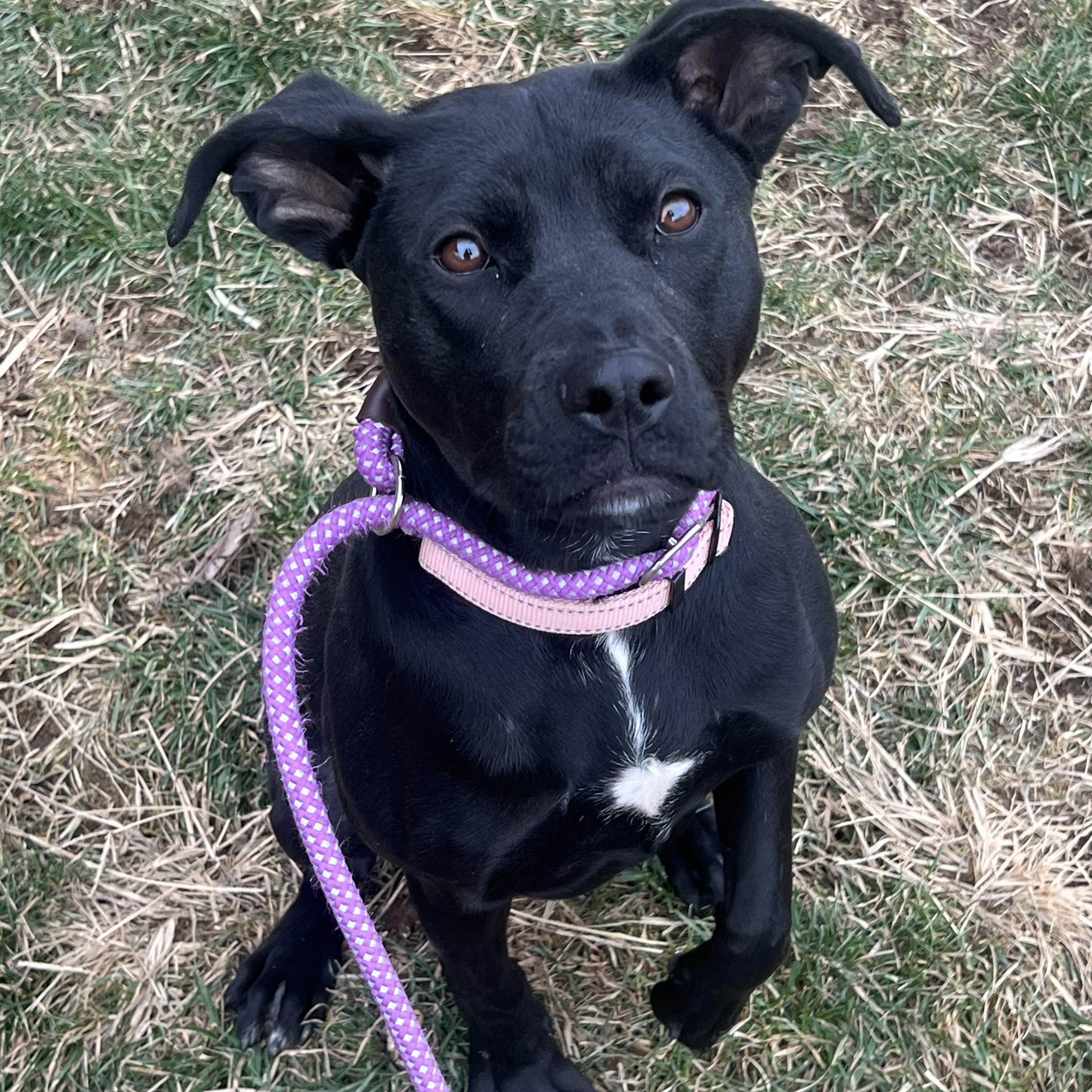 Enlarge Kylie, a ADOPTABLE mixed breed in Monroe, OH image 2/4