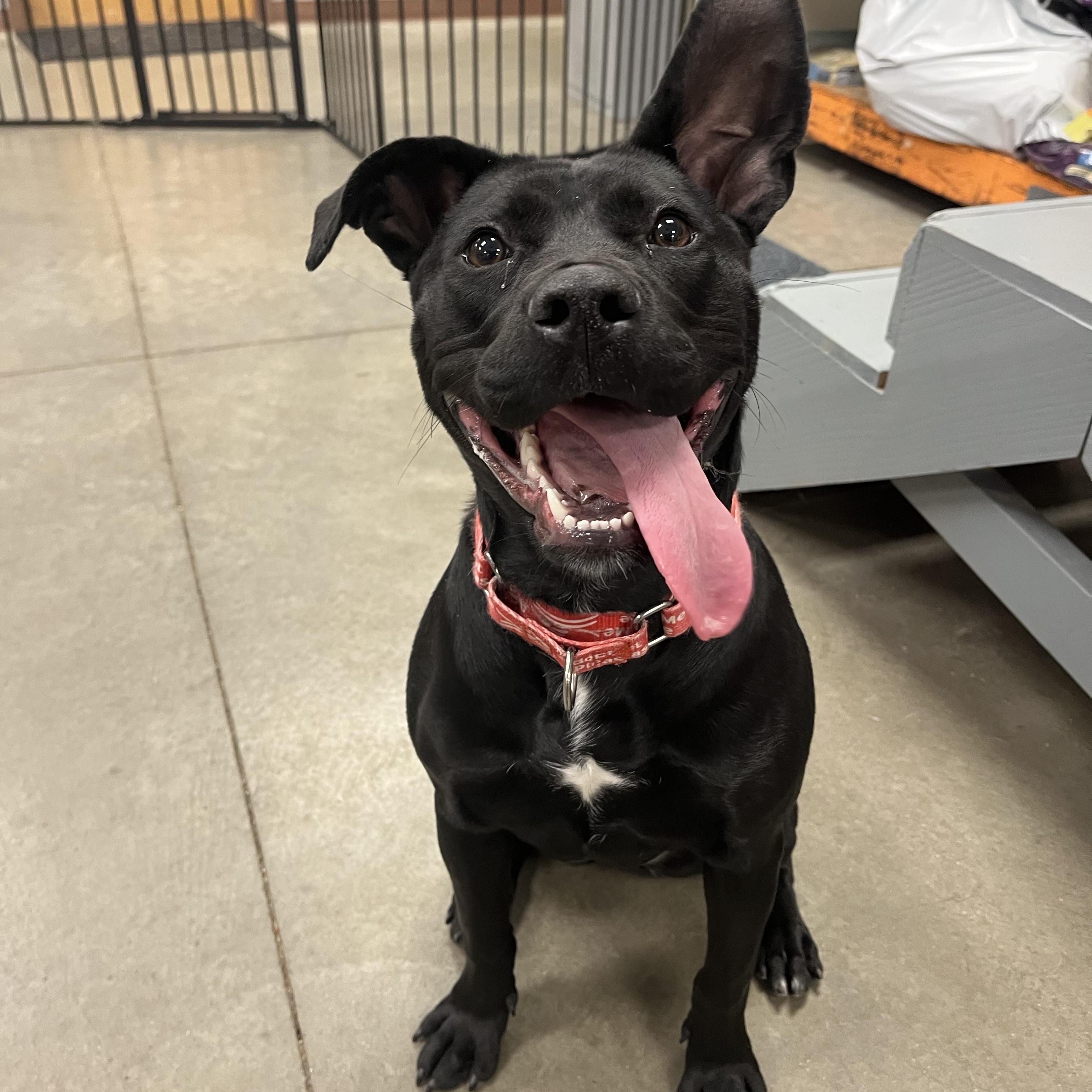 Kylie, ADOPTABLE, Puppy Female Black Labrador Retriever & American Staffordshire Terrier.