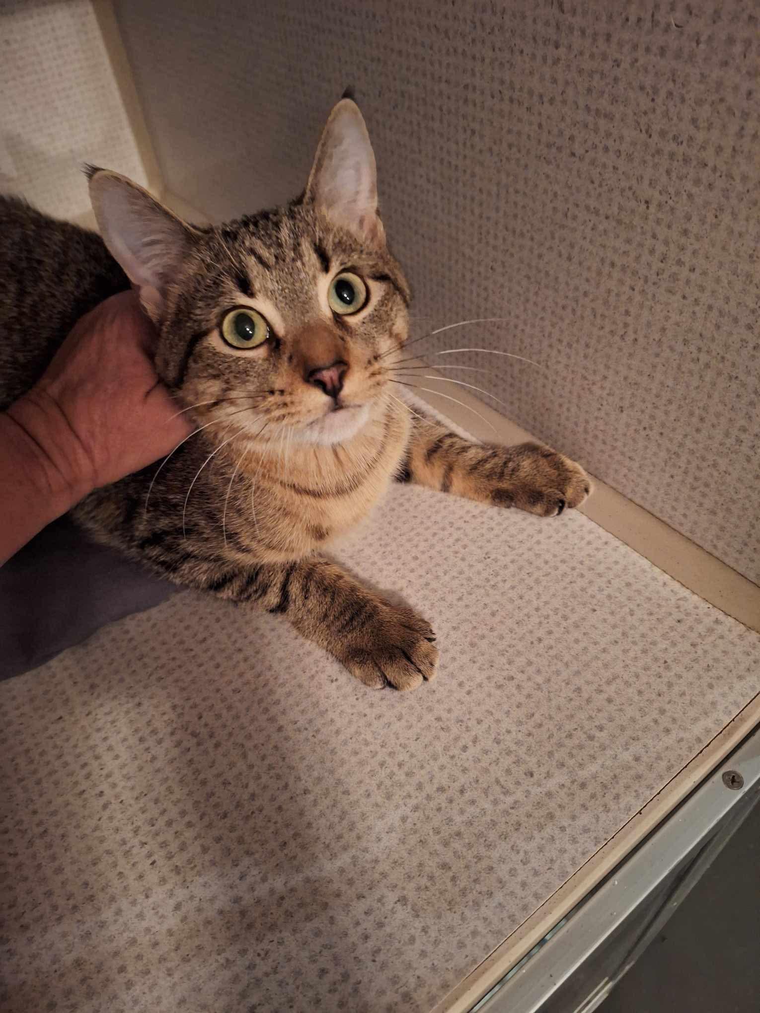 Enlarge Nelly, a ADOPTABLE Domestic Short Hair in Granite City, IL image 1/1