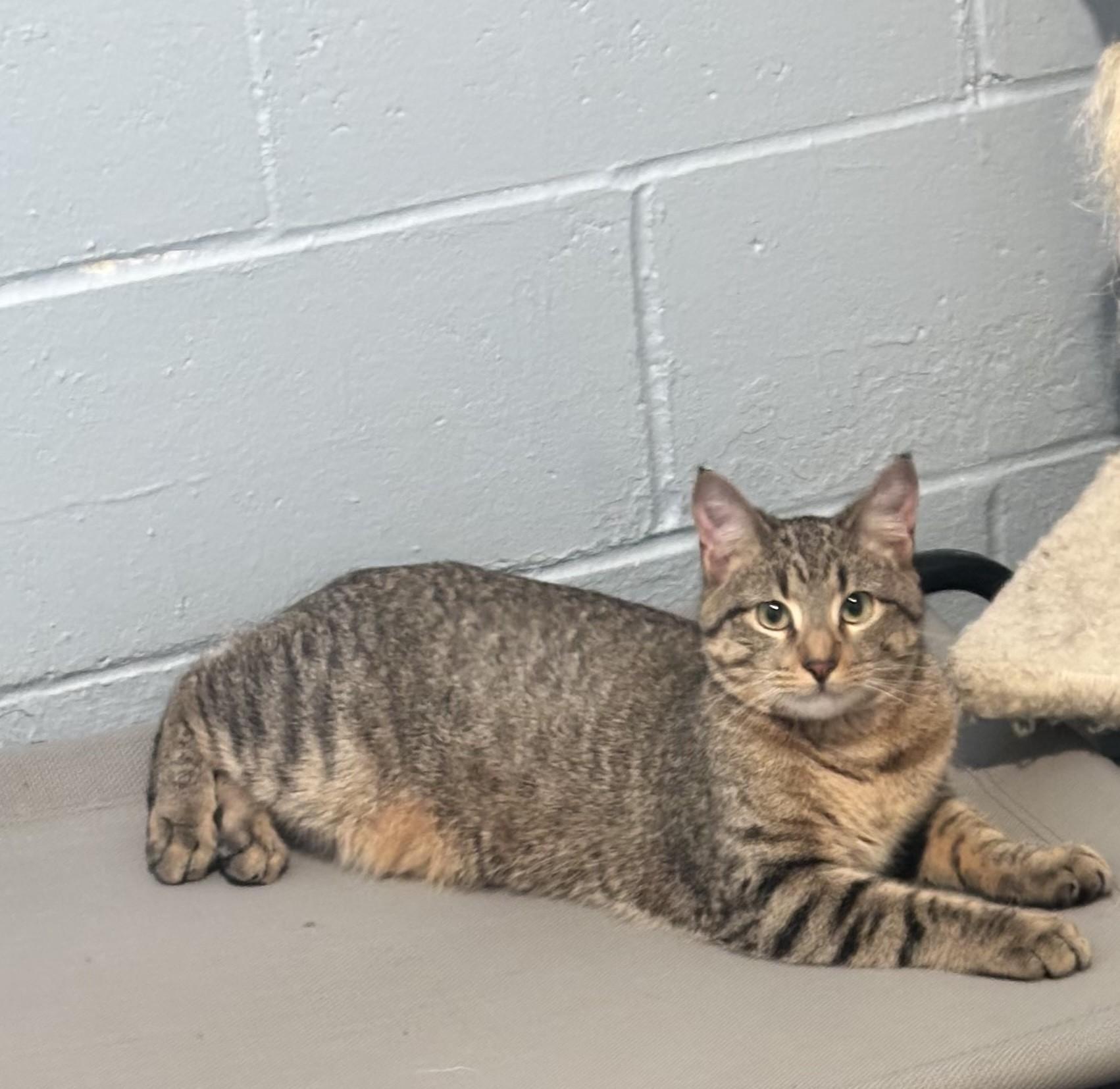 Nelly, ADOPTABLE, Young Male Domestic Short Hair.