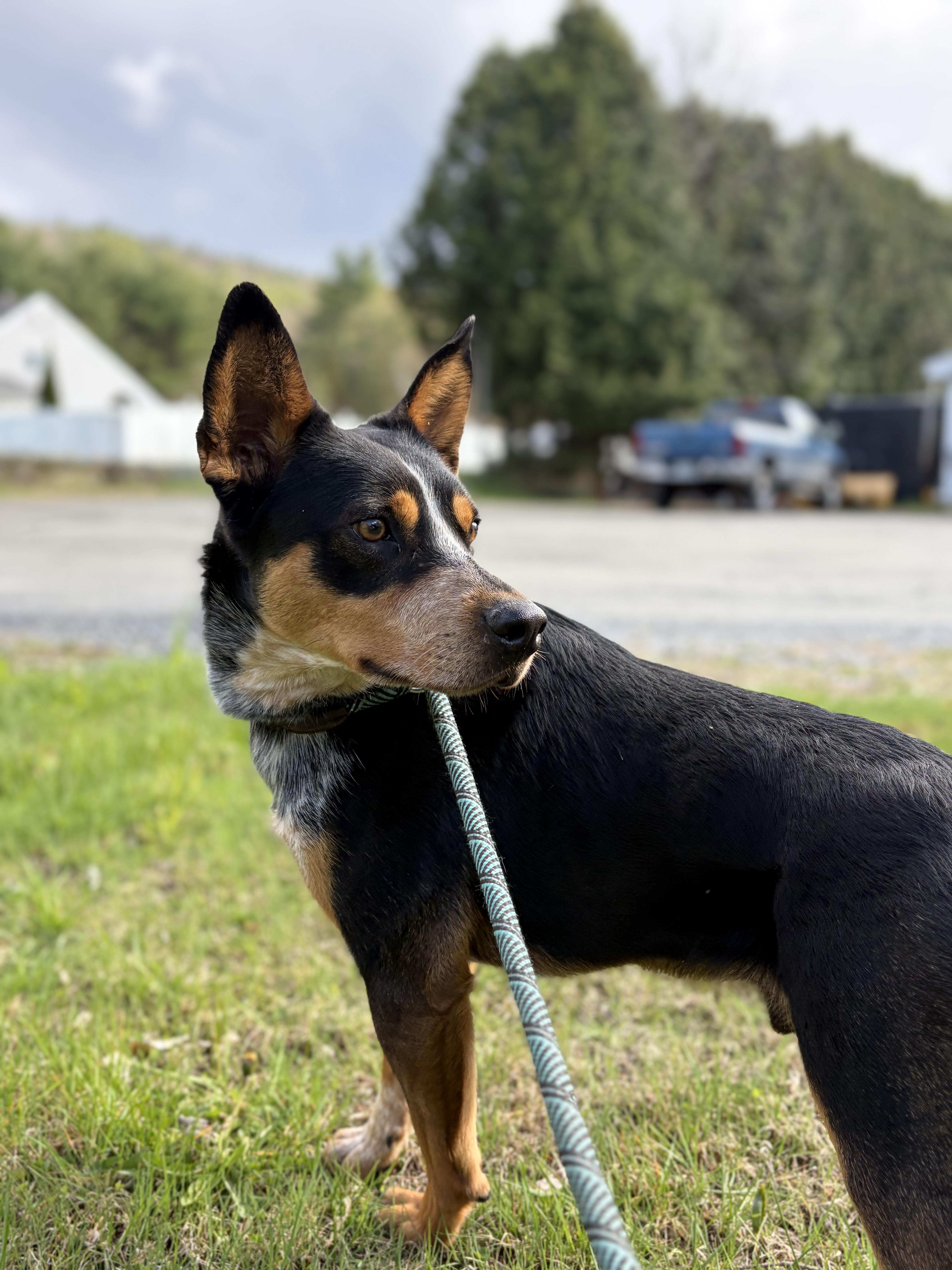 Ripley , Adoptable, Young Male Australian Cattle Dog / Blue Heeler.