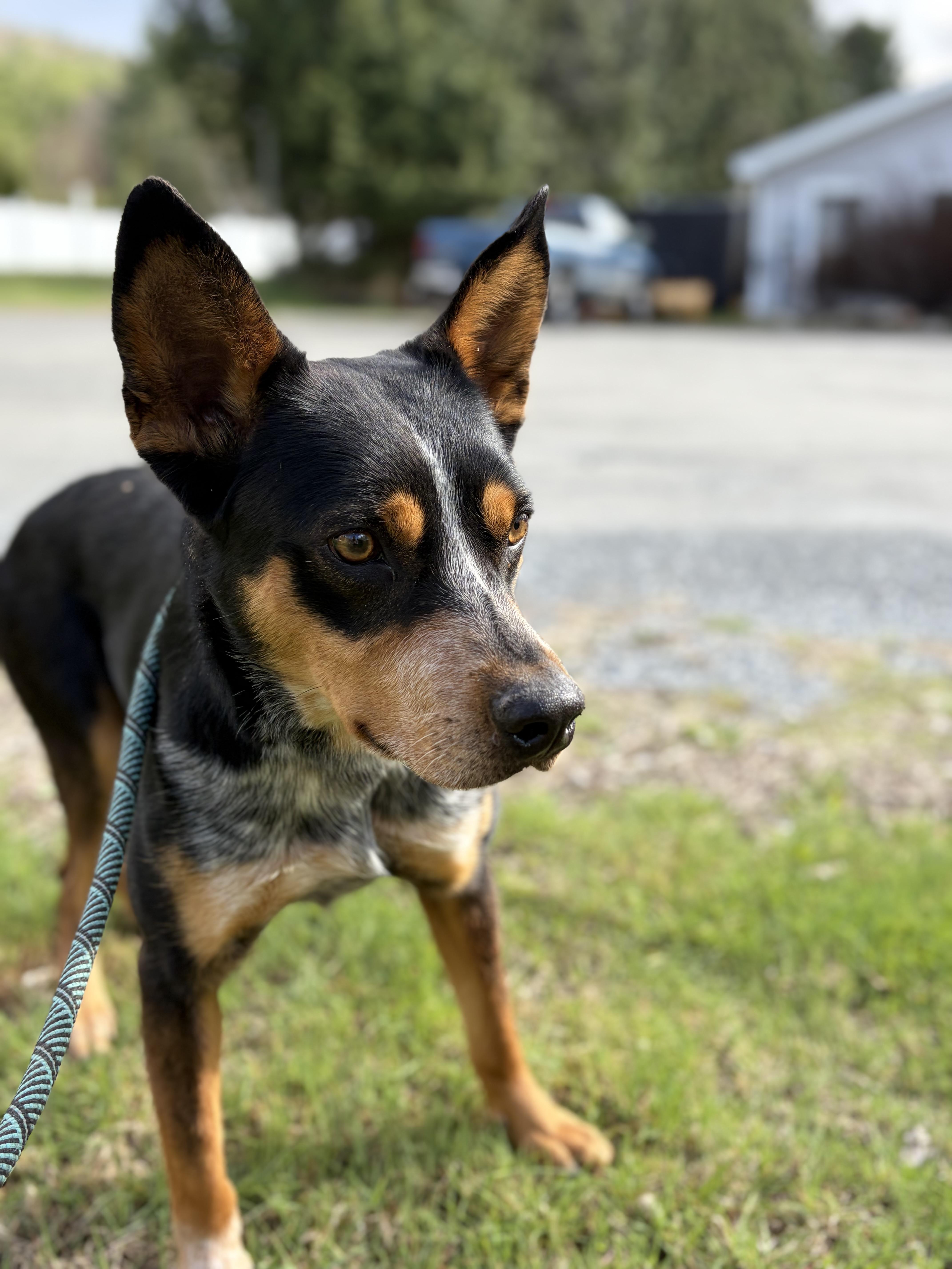 Enlarge Ripley , a Adoptable Australian Cattle Dog / Blue Heeler in Bridgton, ME image 2/3
