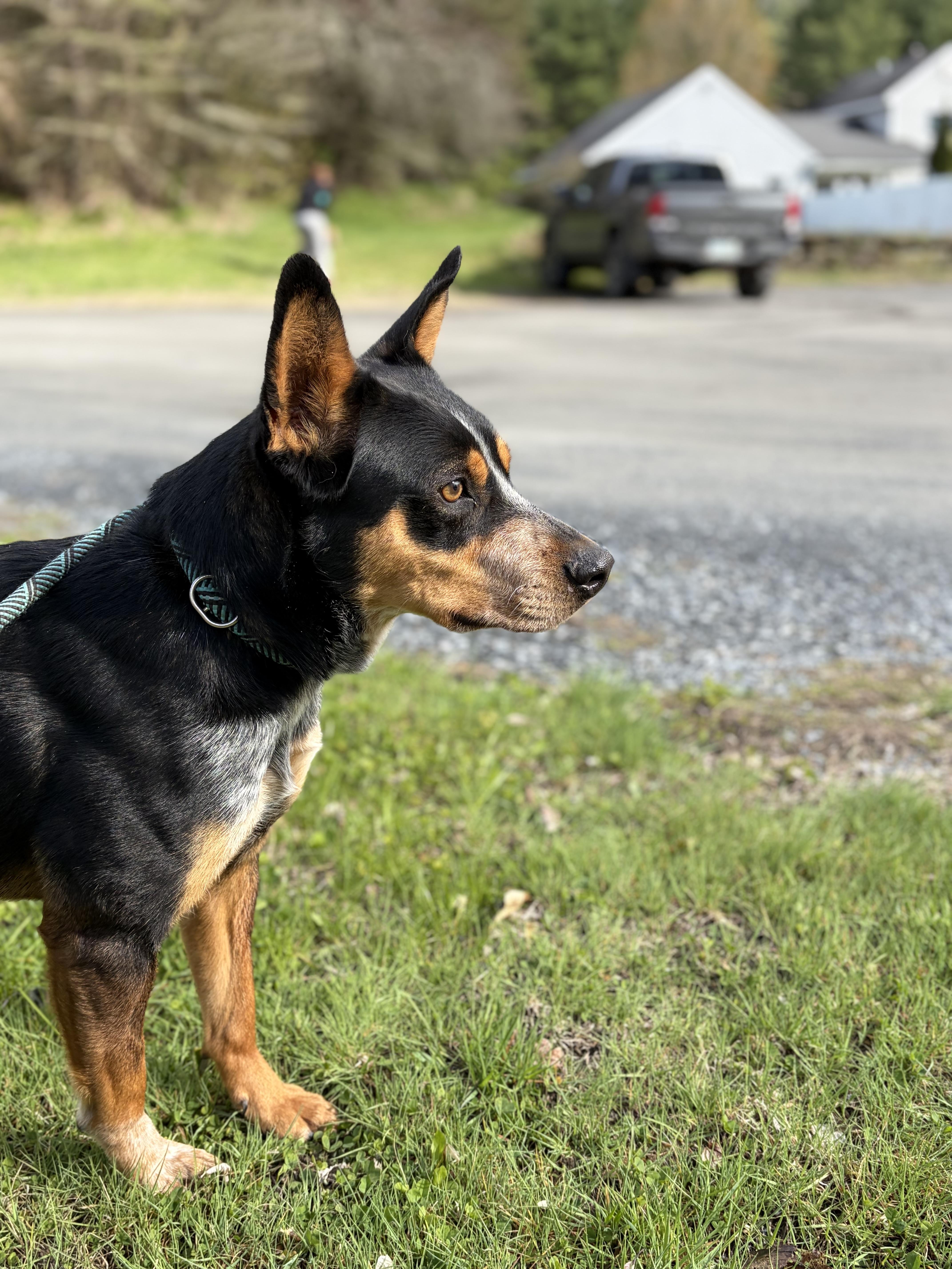 Enlarge Ripley , a Adoptable Australian Cattle Dog / Blue Heeler in Bridgton, ME image 3/3