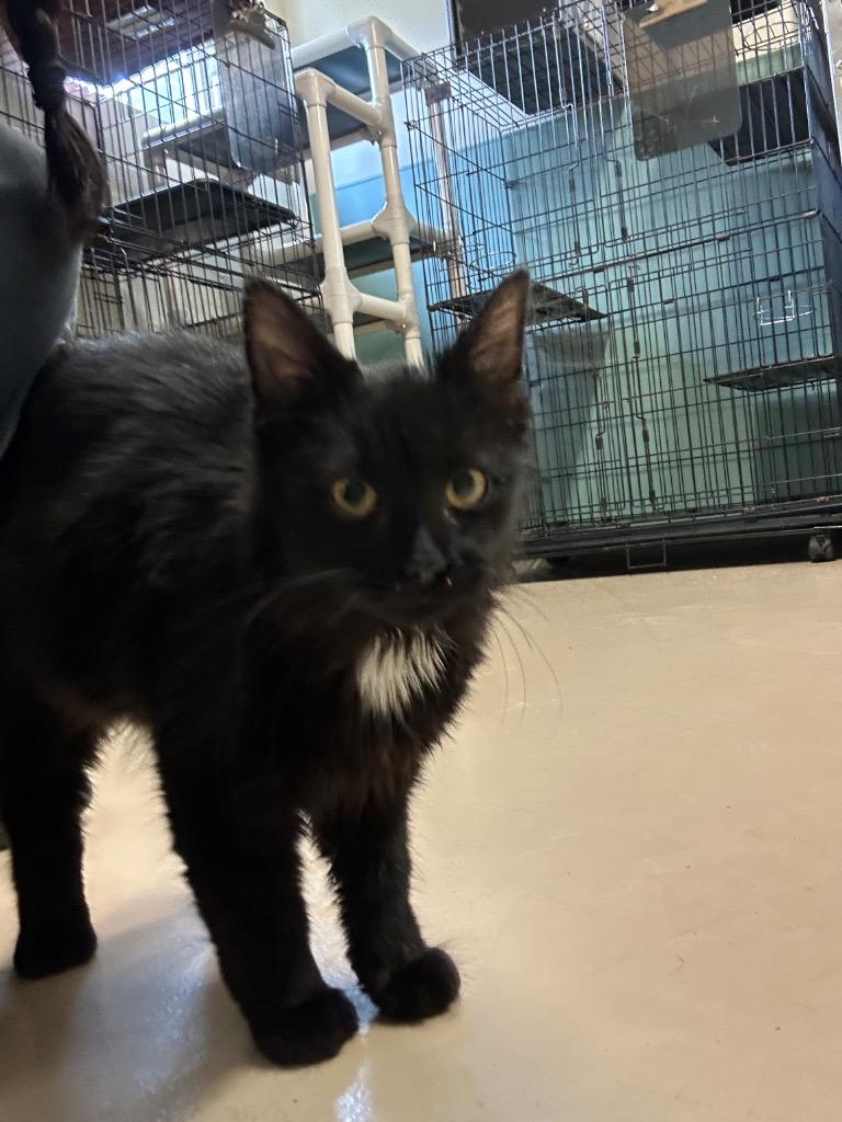 Hamster, Adoptable, Young Male Domestic Medium Hair.