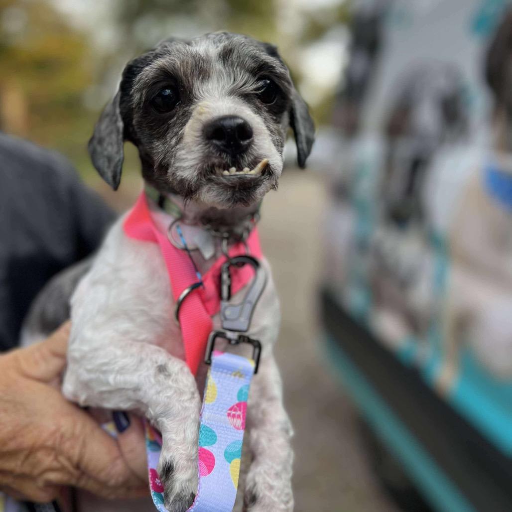Berlin, Adoptable, Adult Female Shih Tzu.