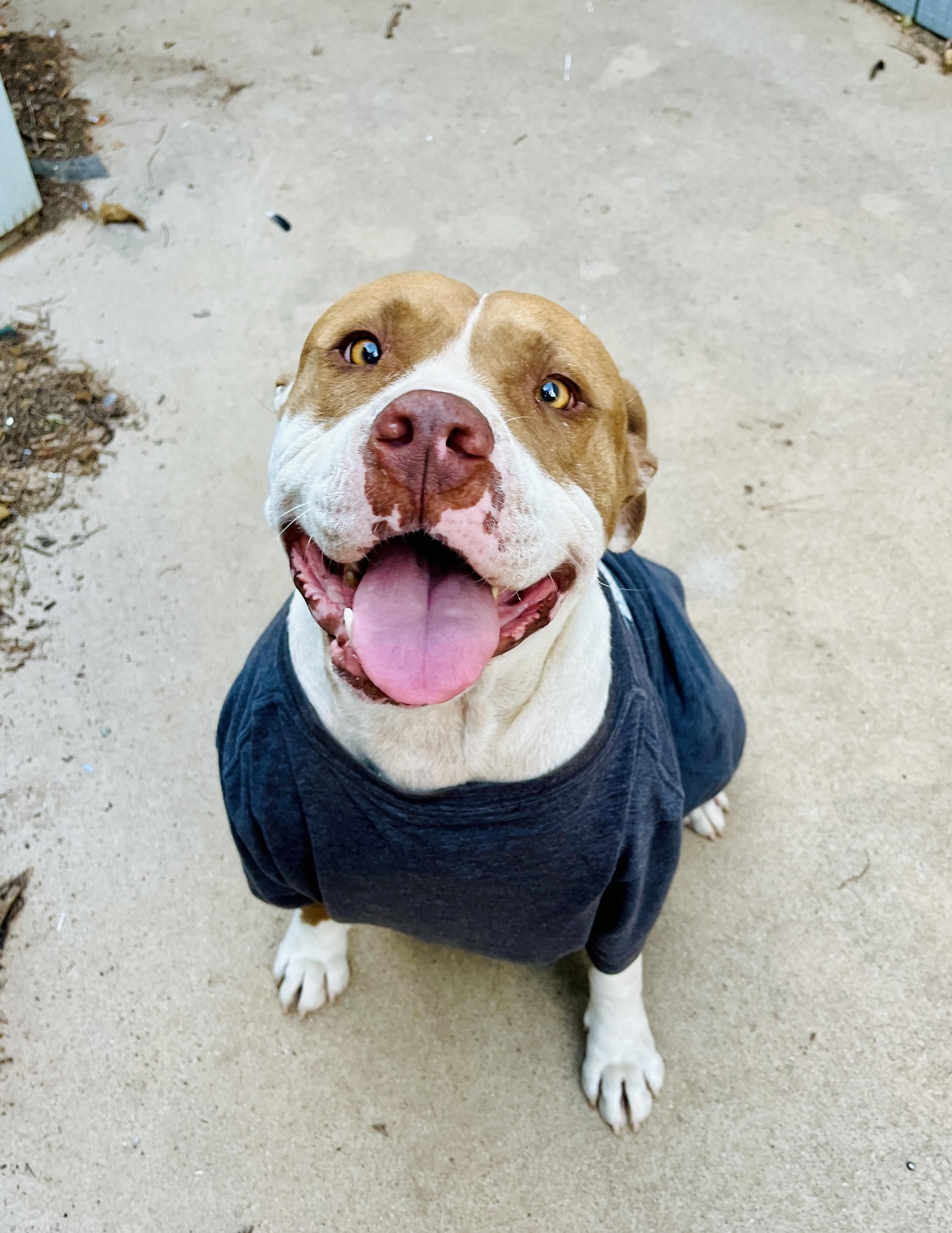 Buddy, Adoptable, Adult Male American Bulldog.
